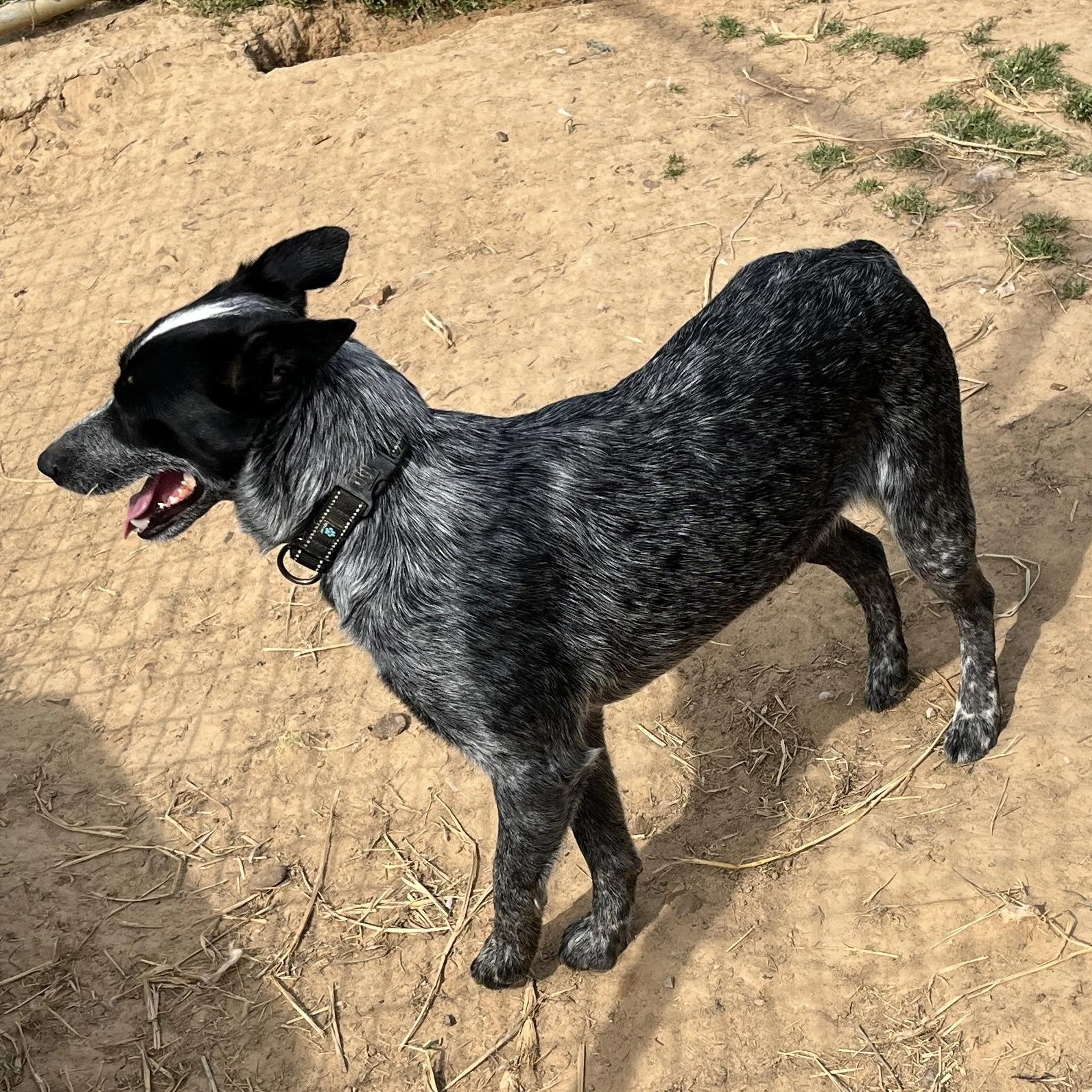 Found pet-2