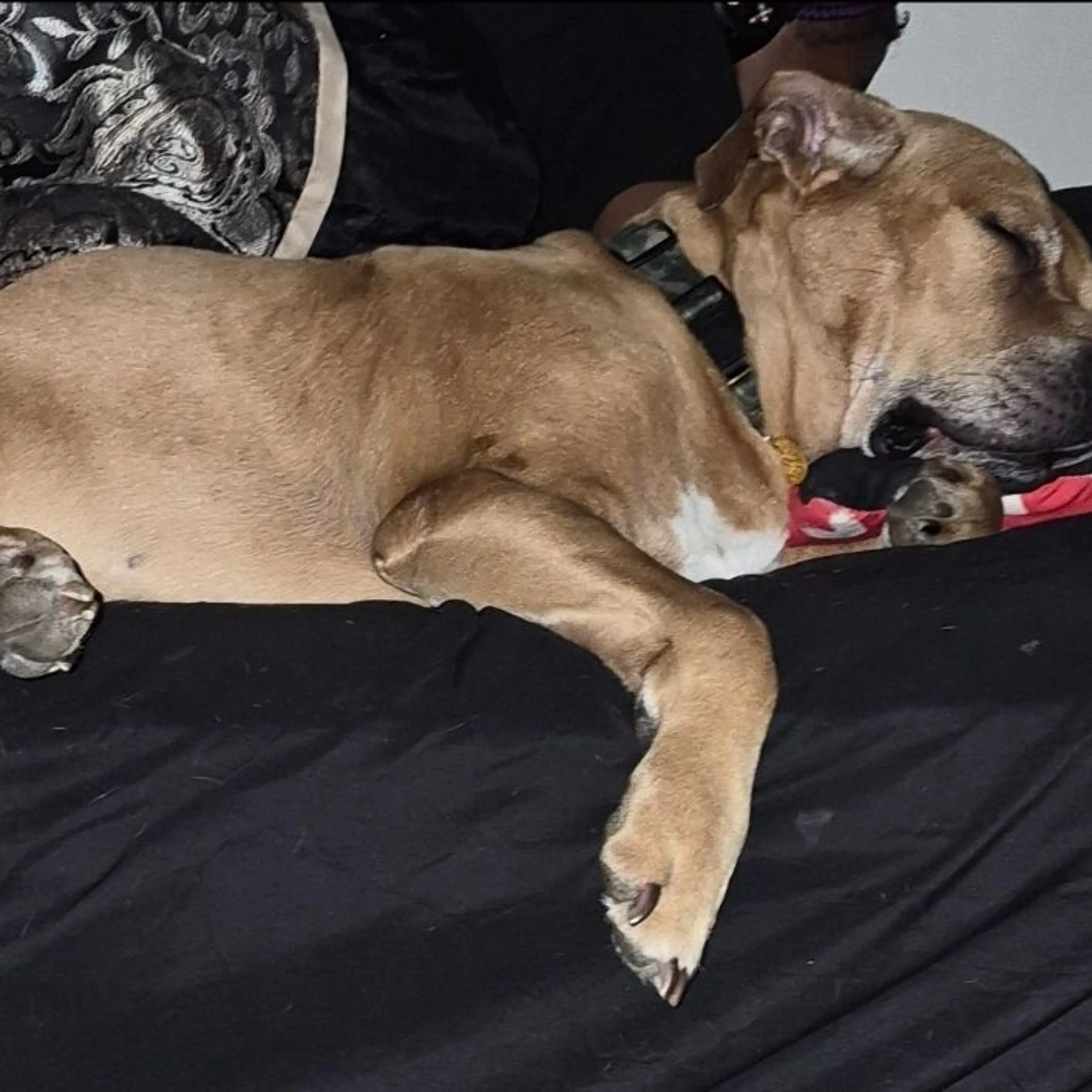 Lost pet