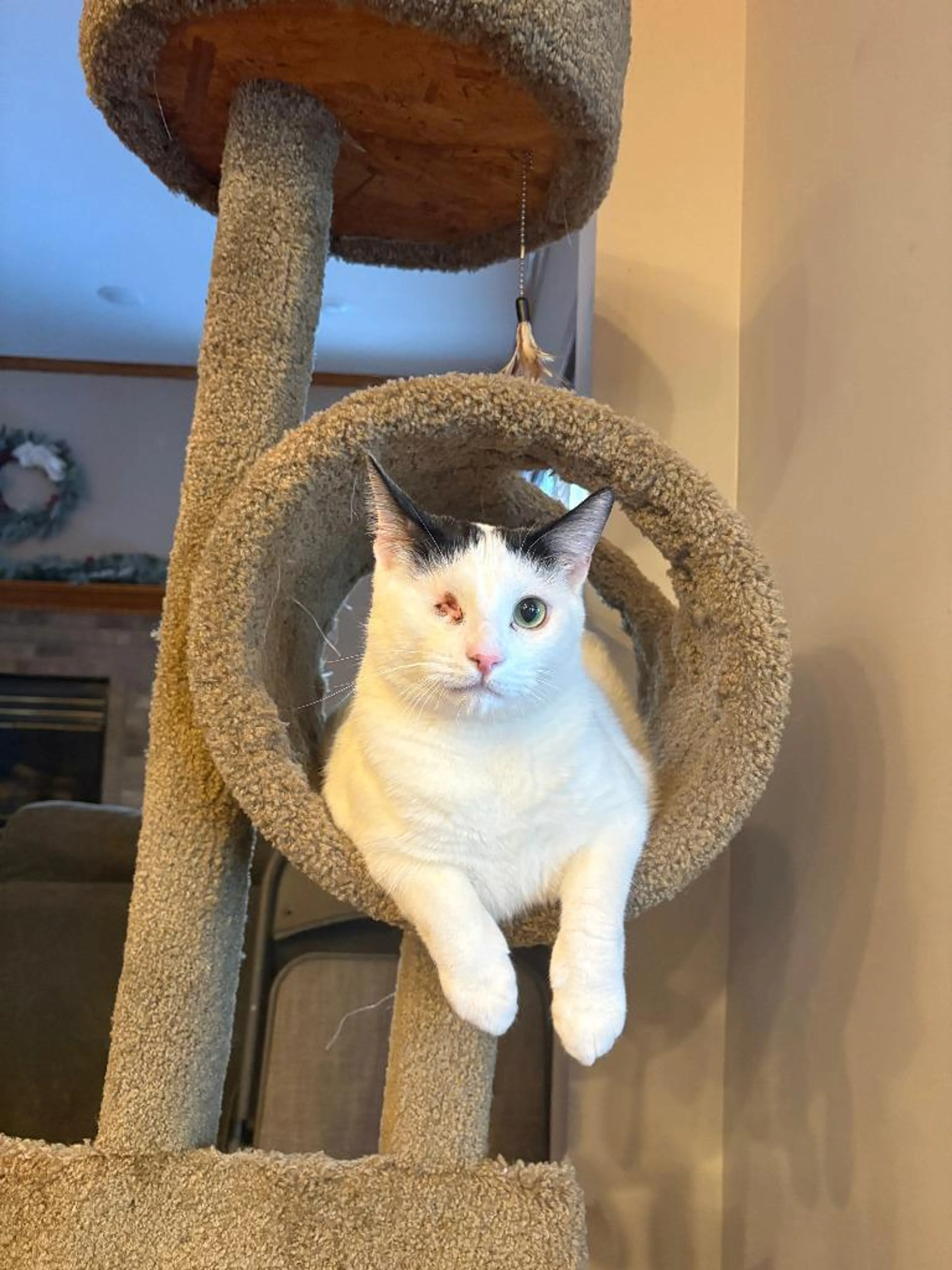 Found pet-3