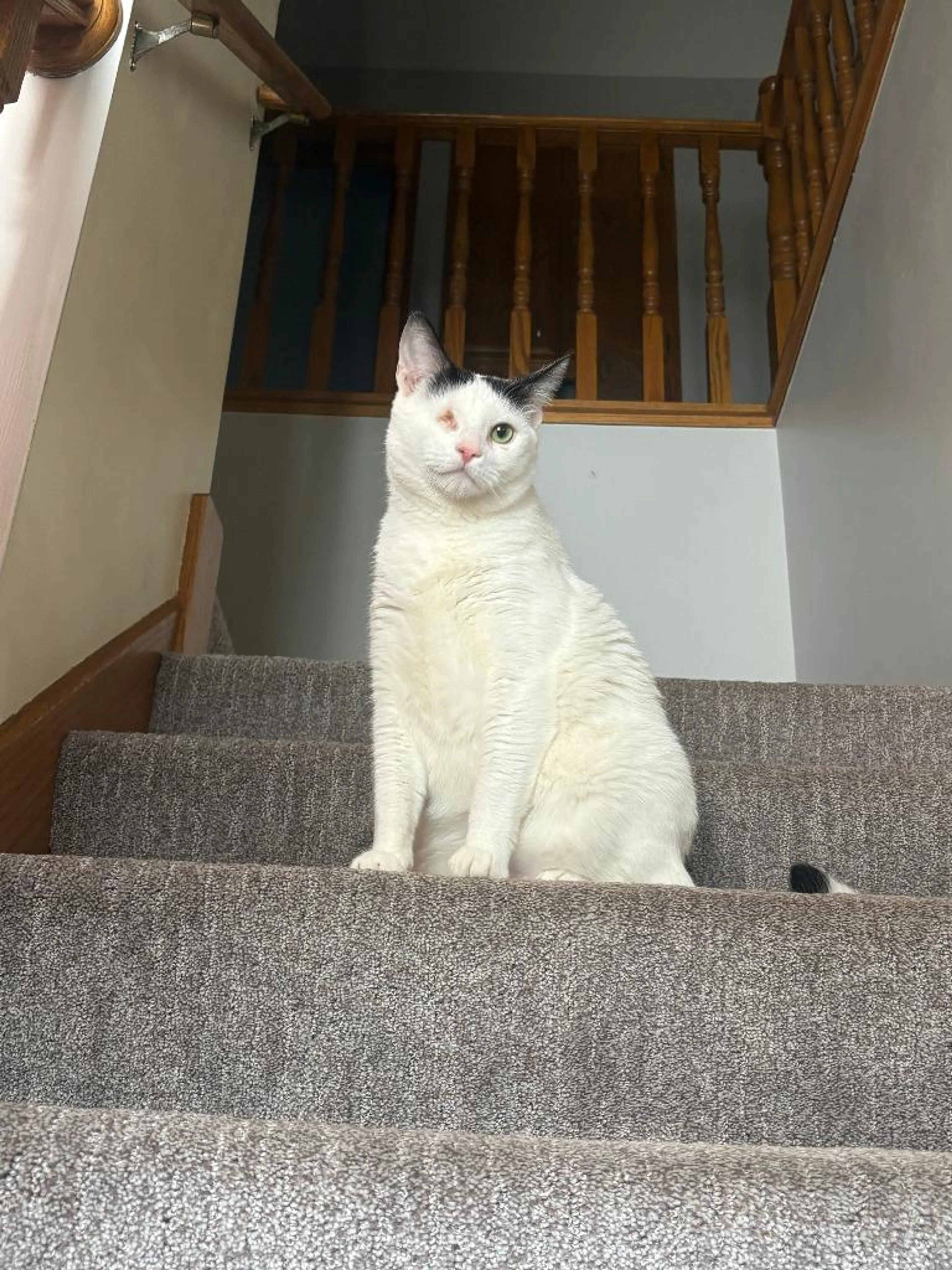 Found pet-0