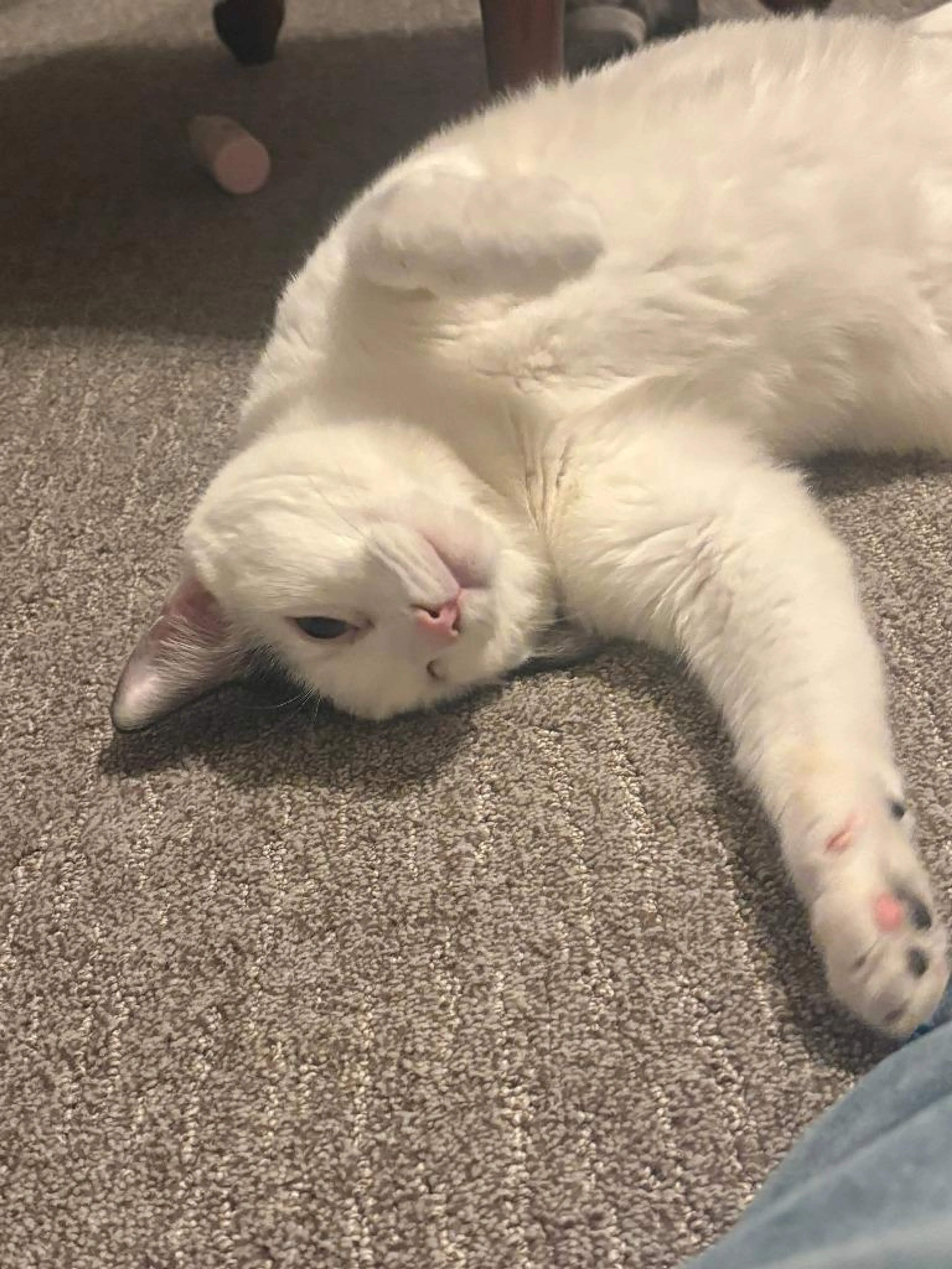 Found pet-1
