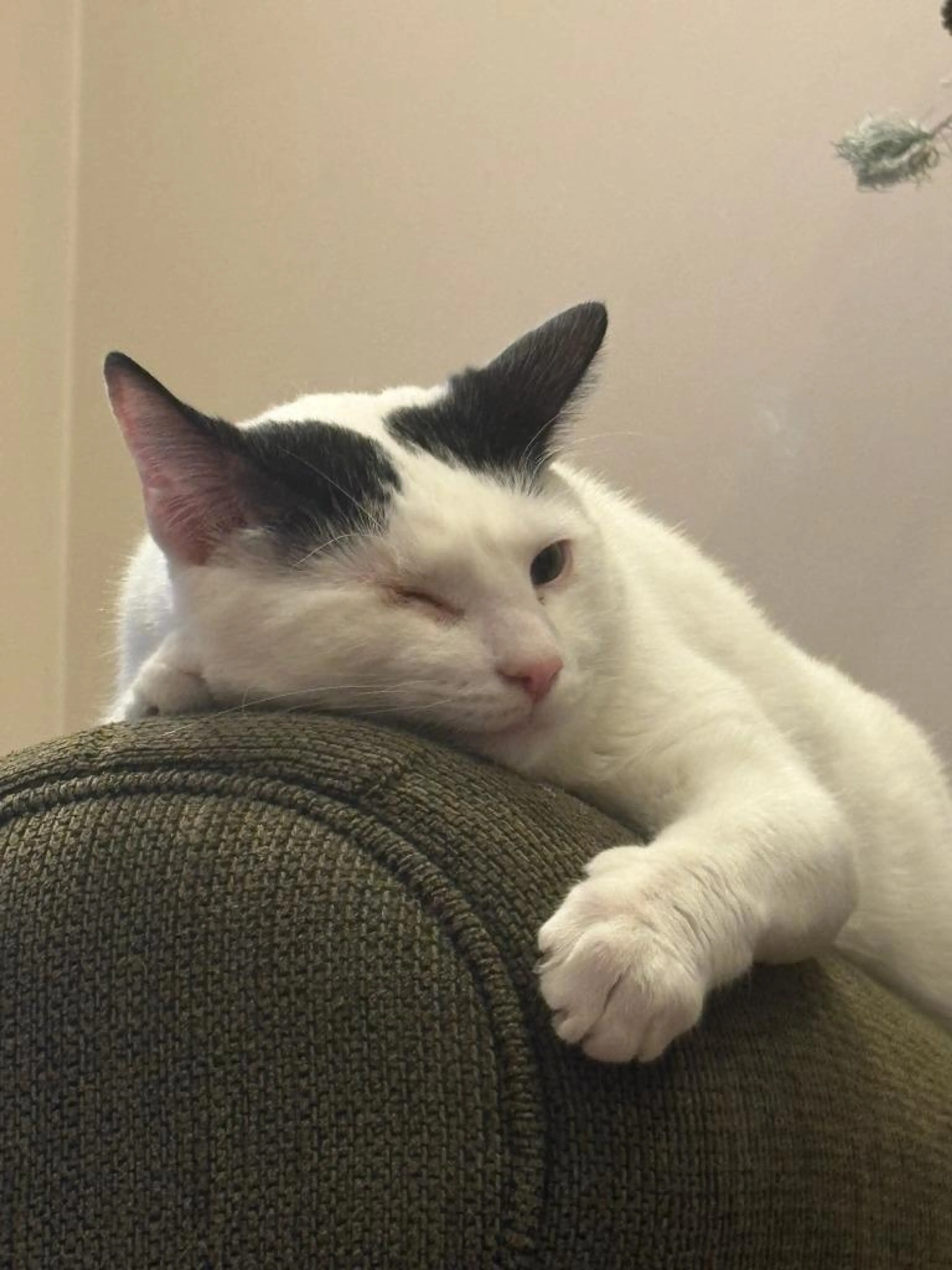 Found pet-2