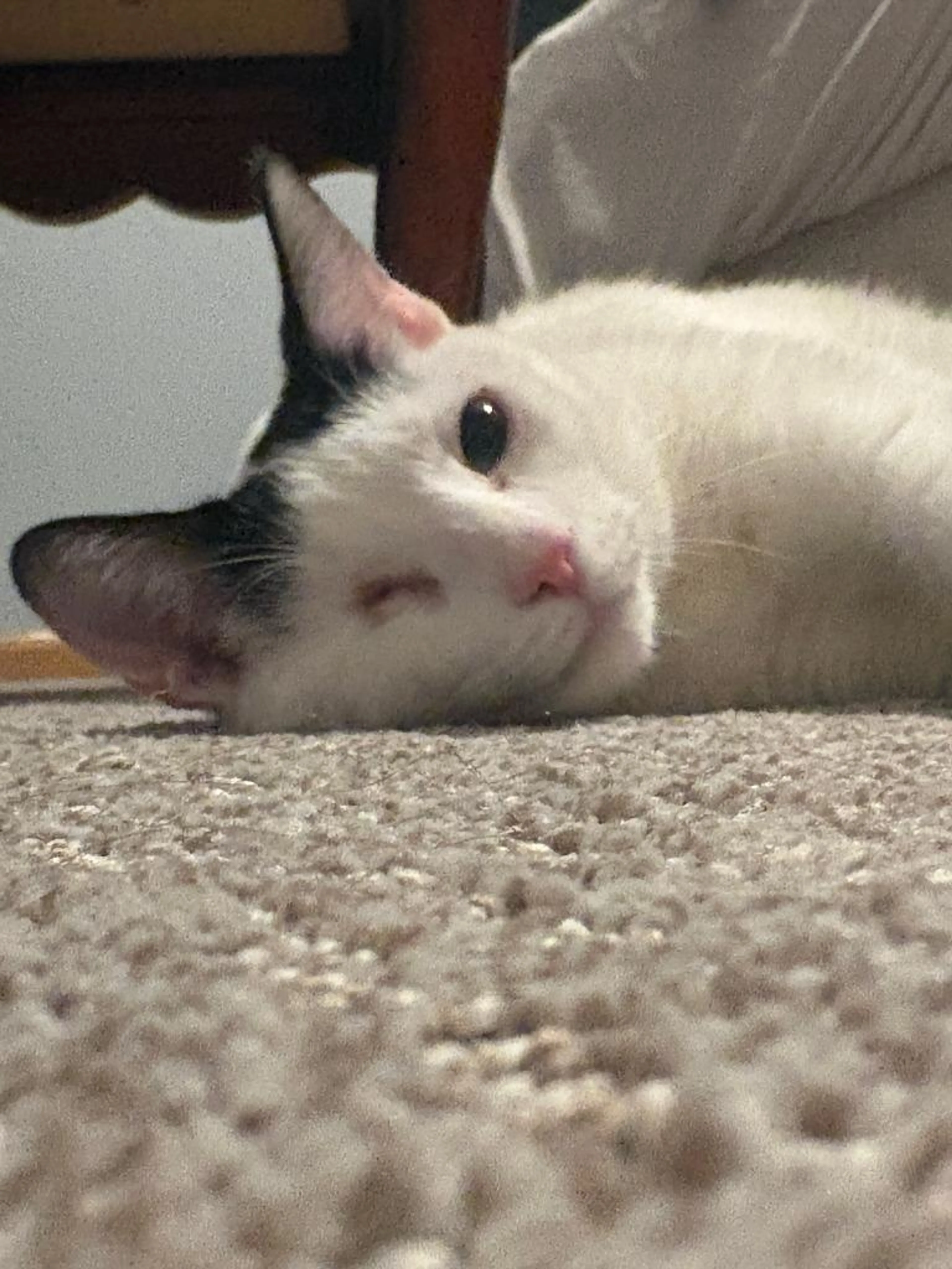 Found pet-4