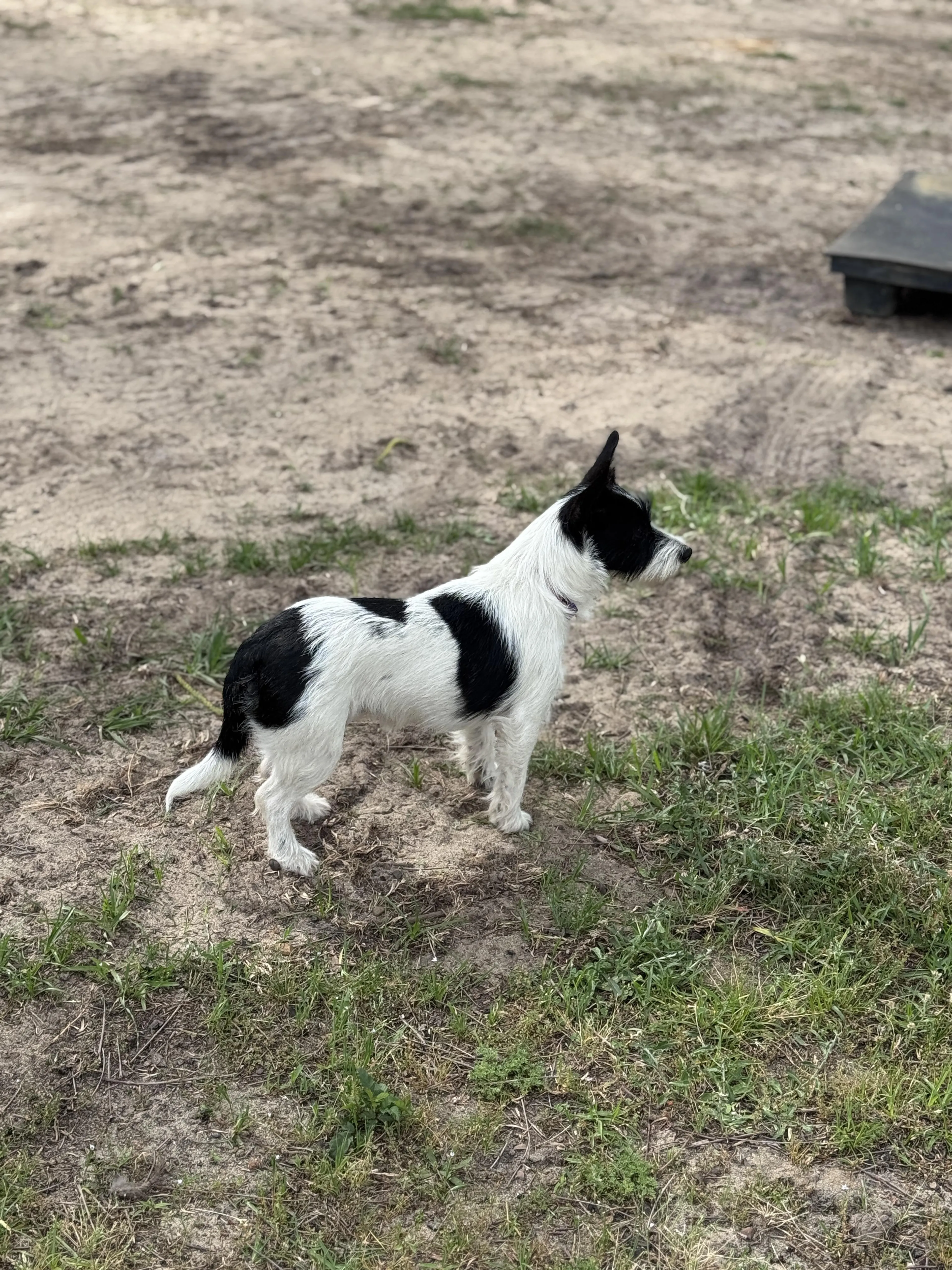 Found pet-0