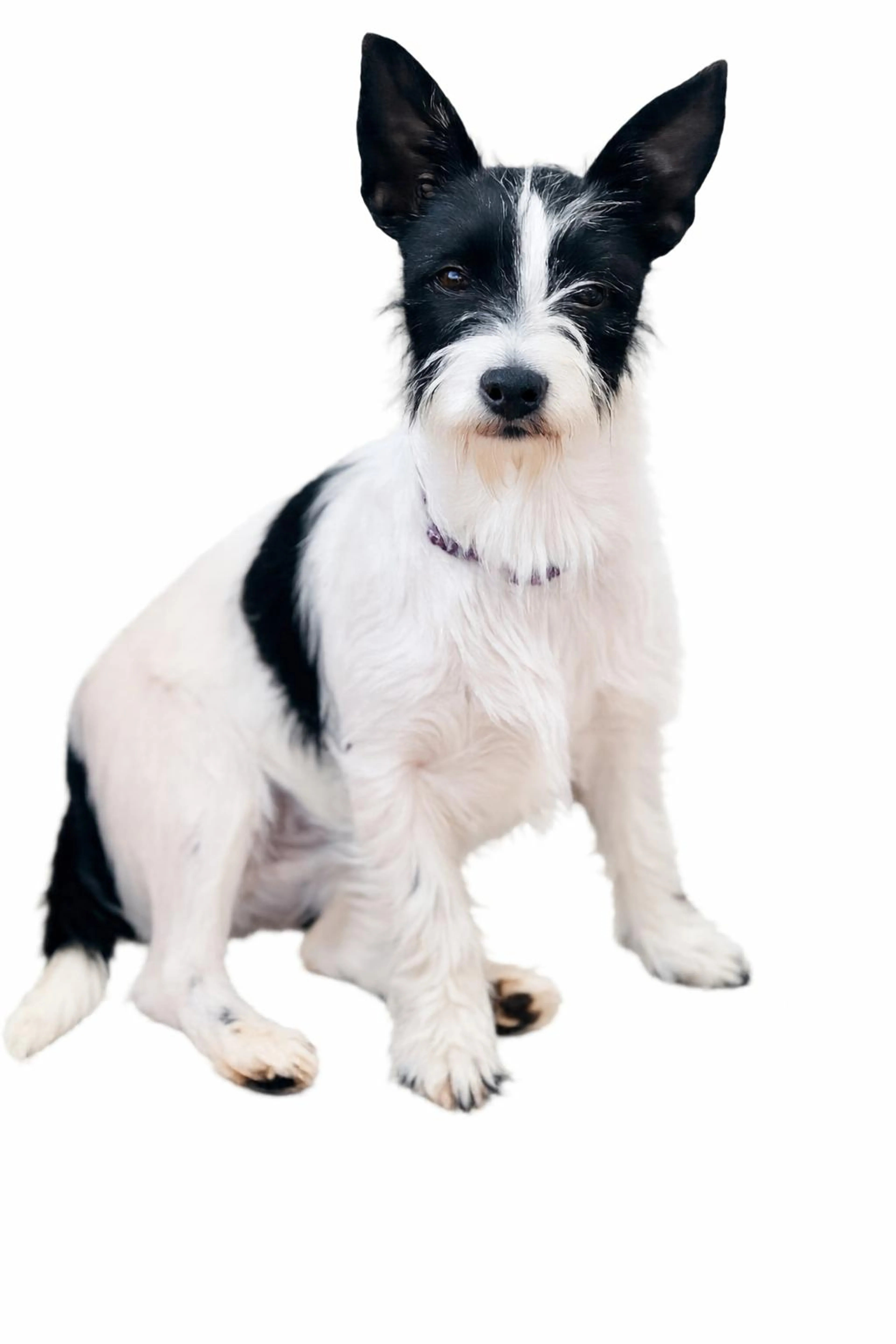 Found pet-2