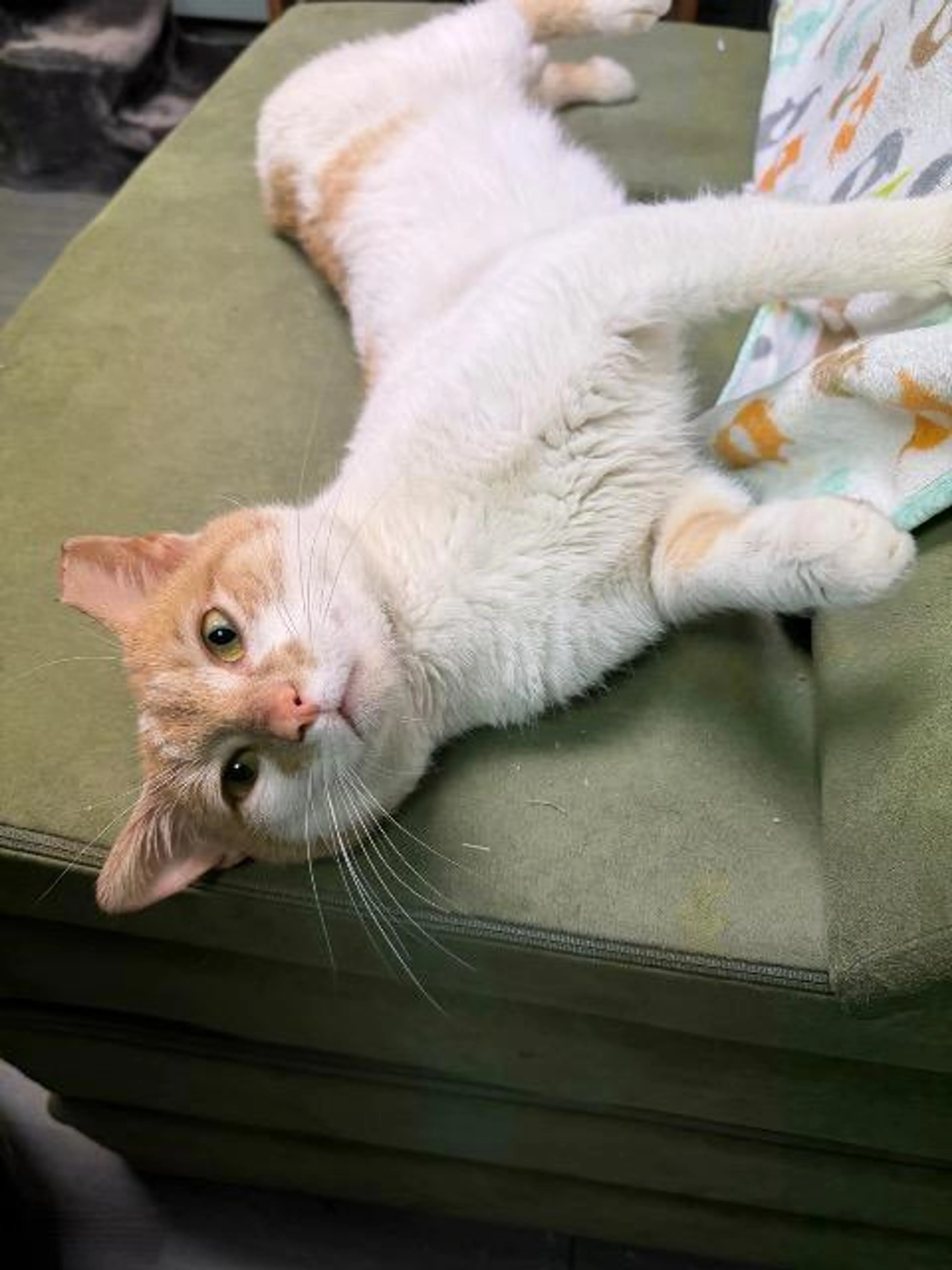 Found pet-2