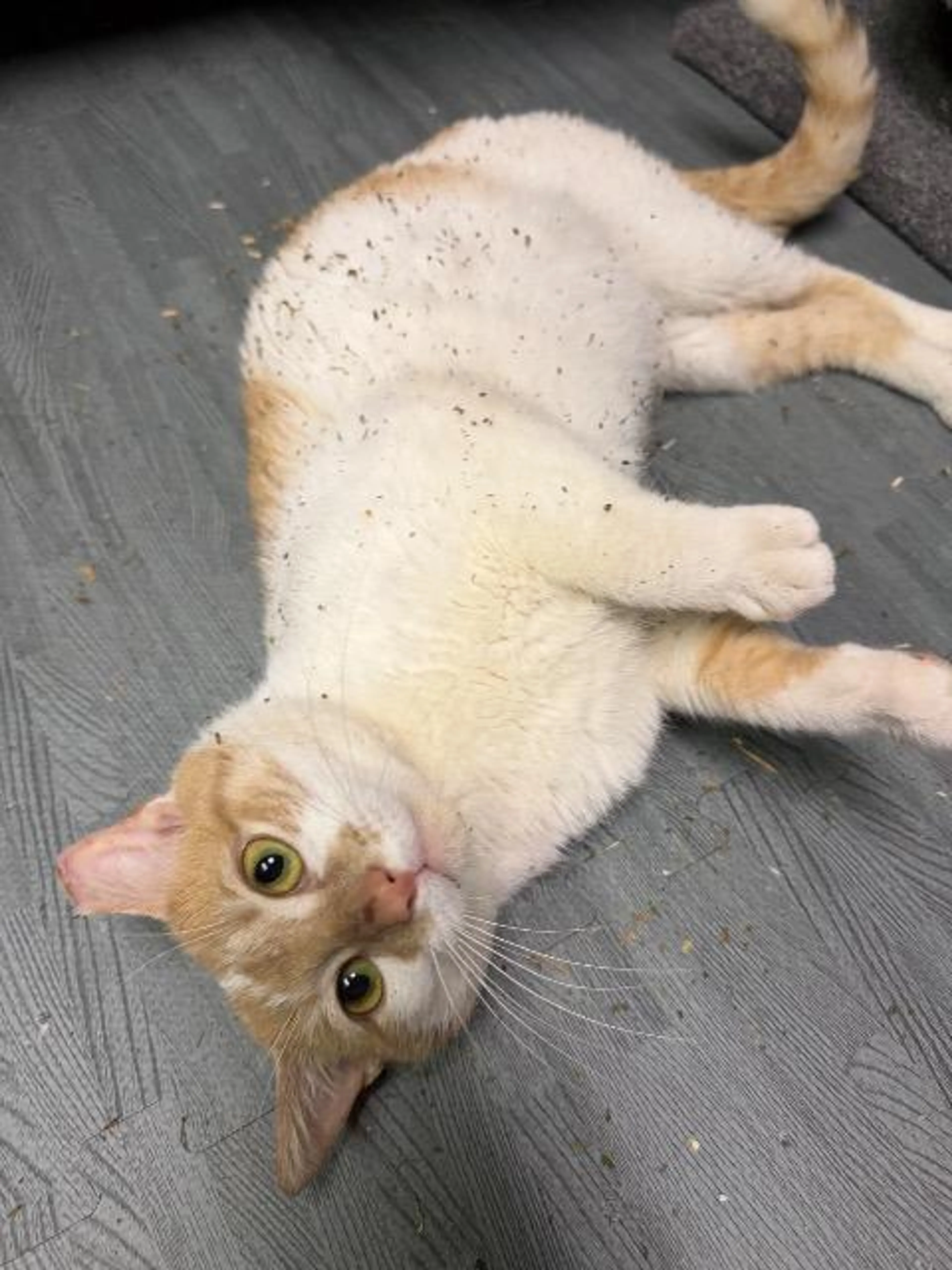 Found pet-1