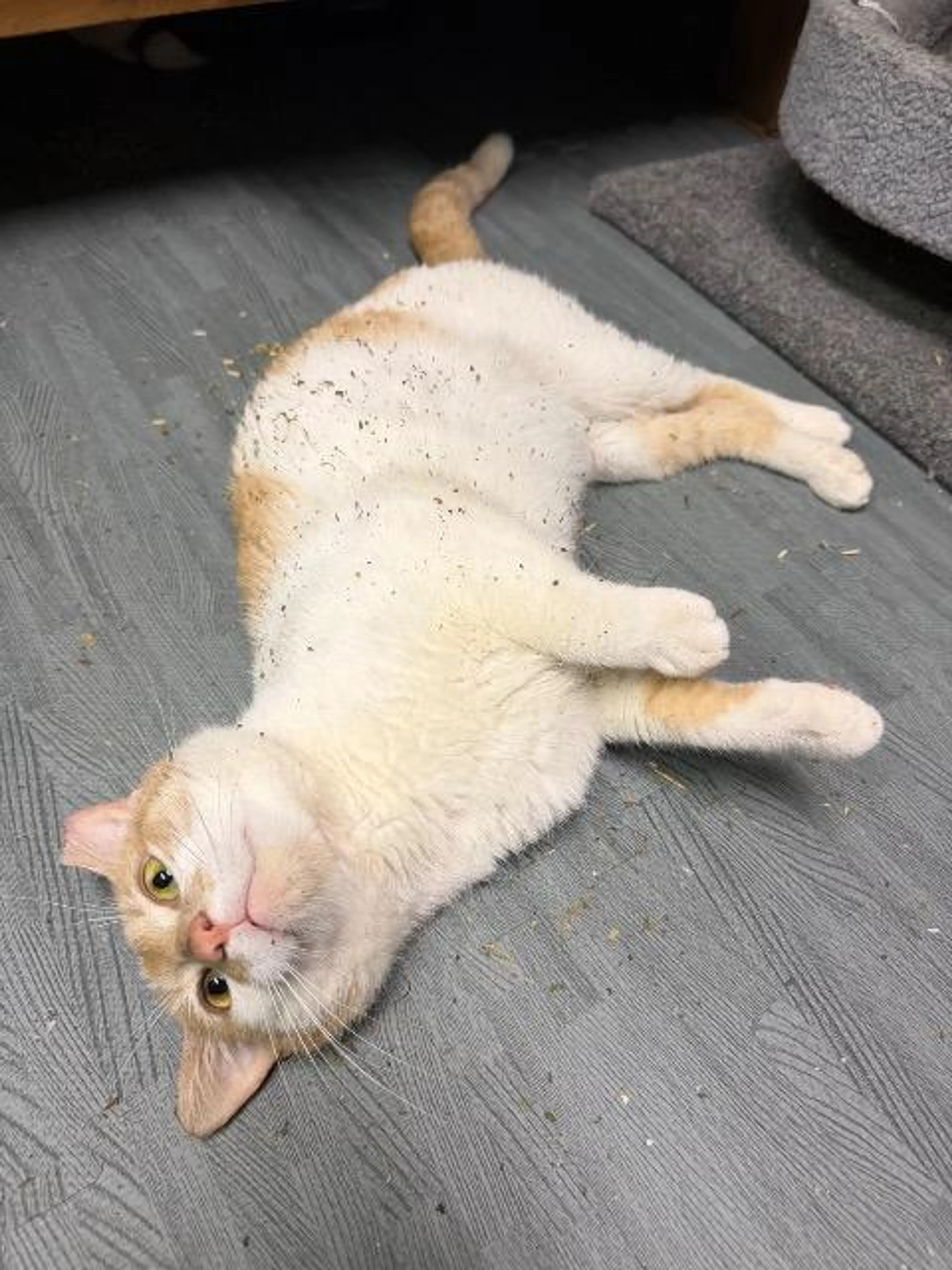Found pet-0