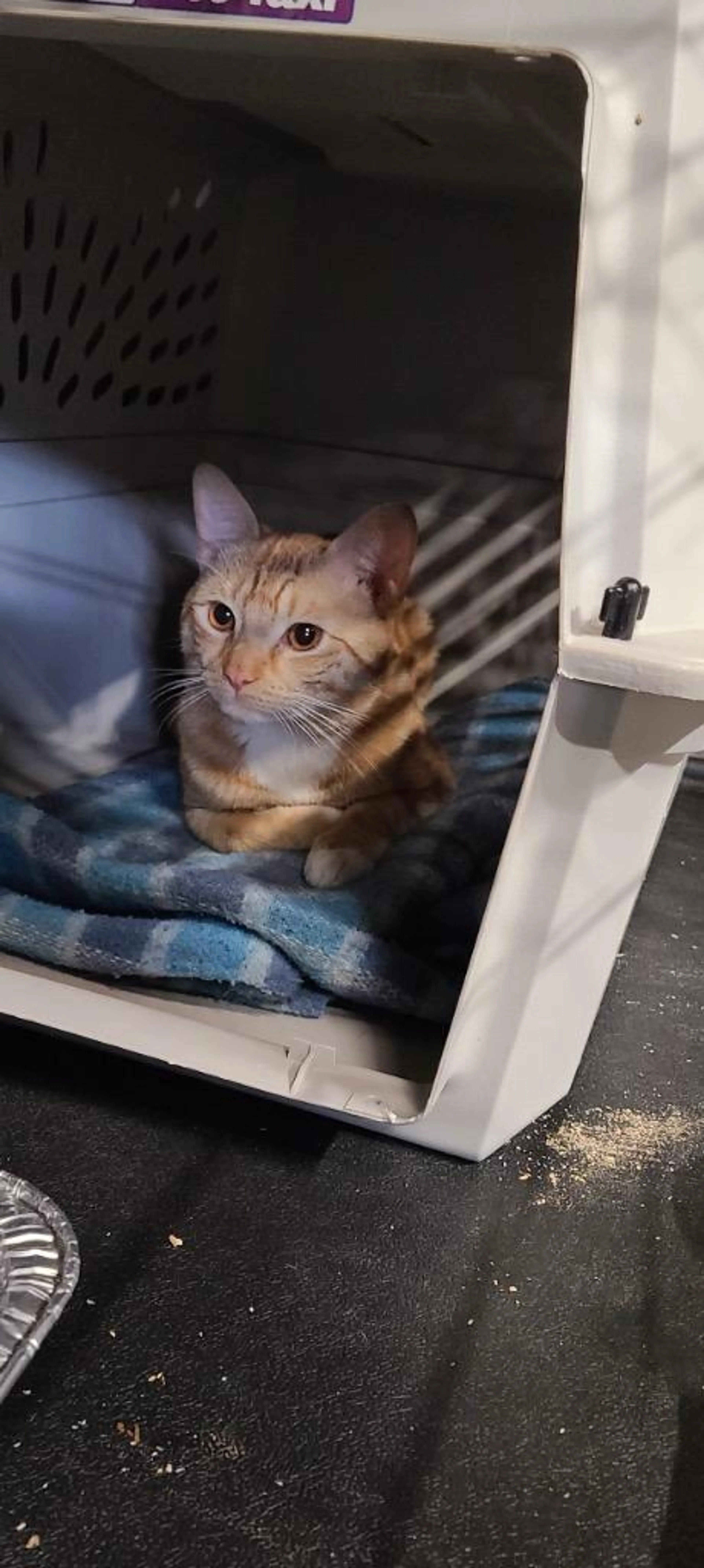 Found pet