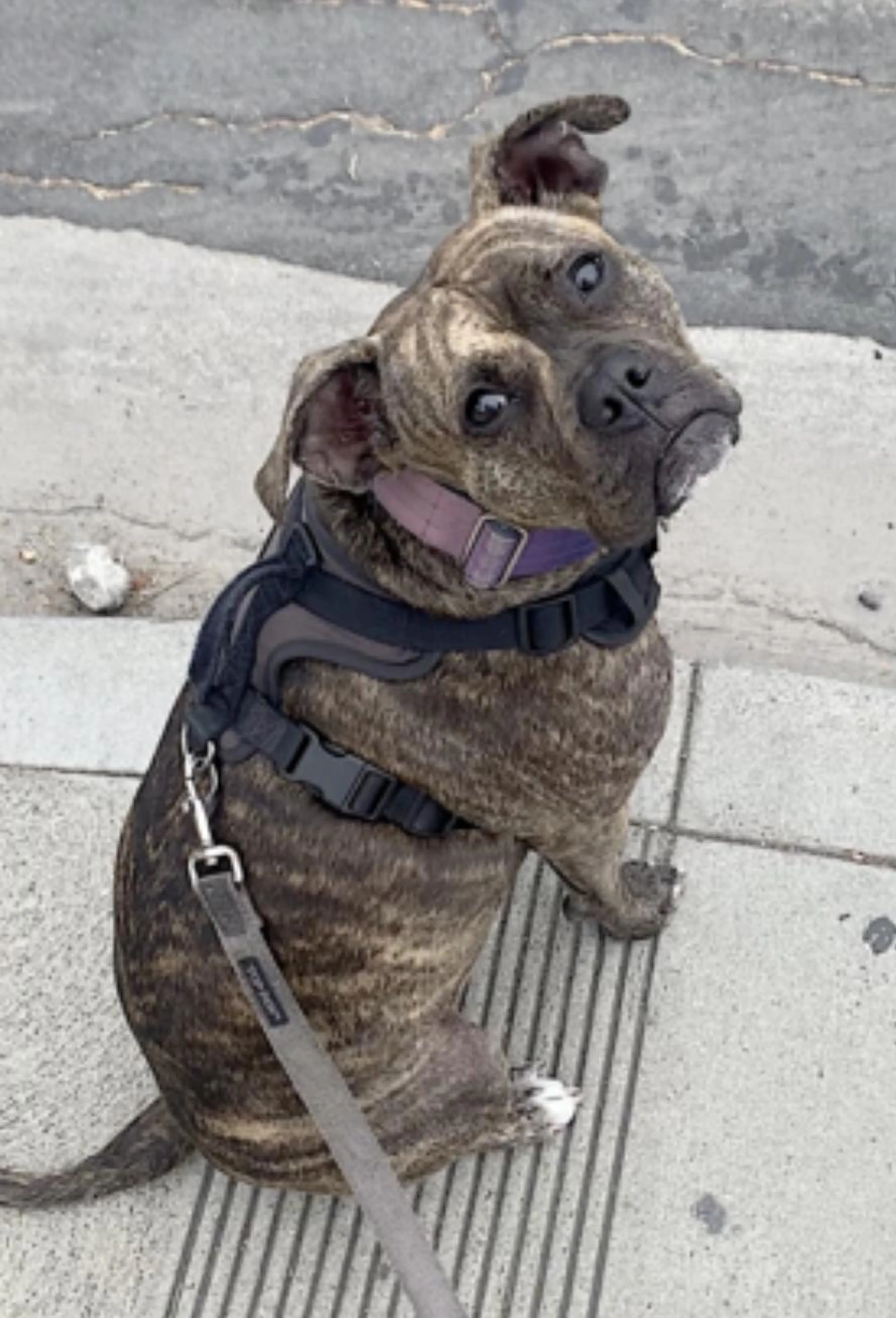 Found pet-1