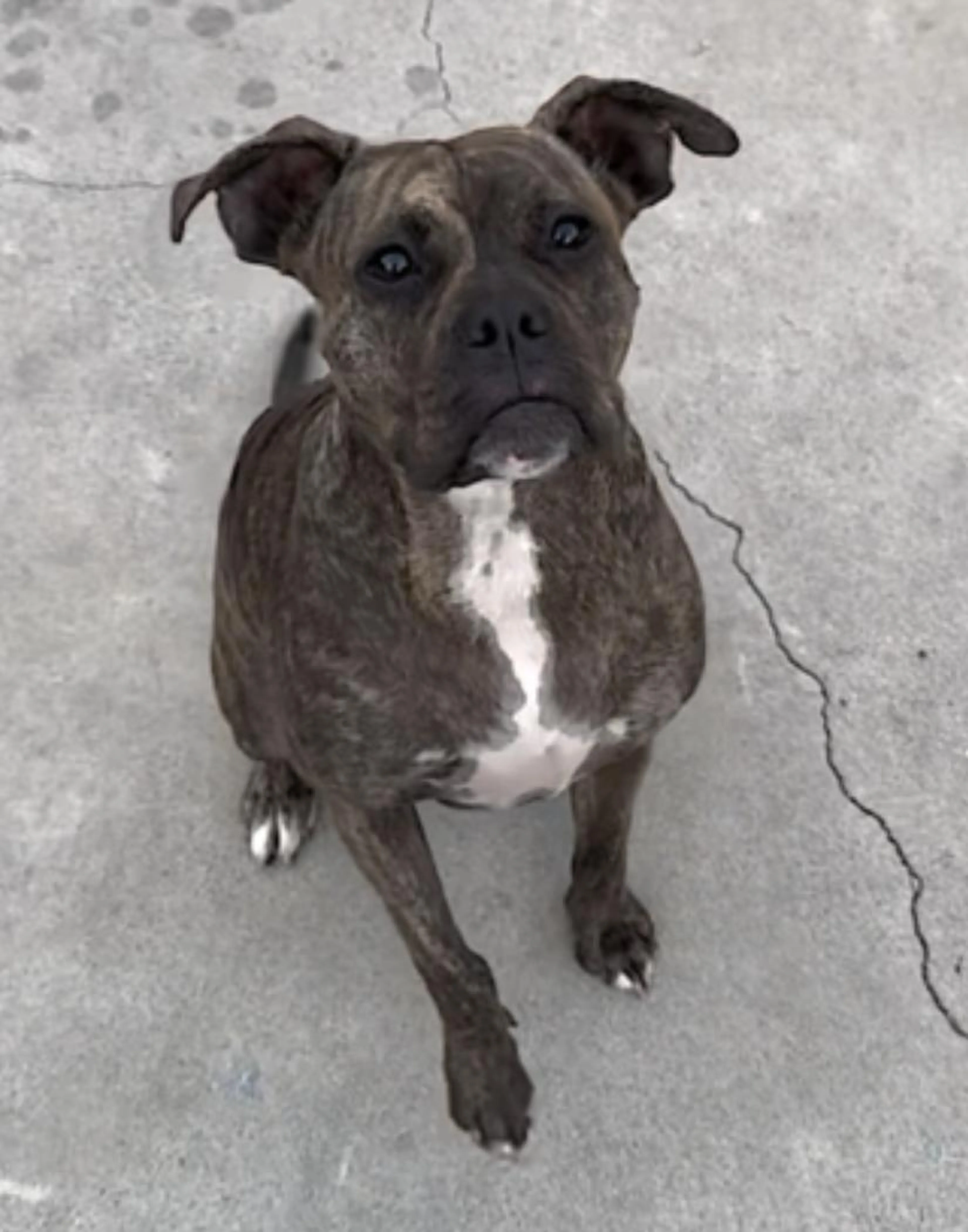 Found pet-3