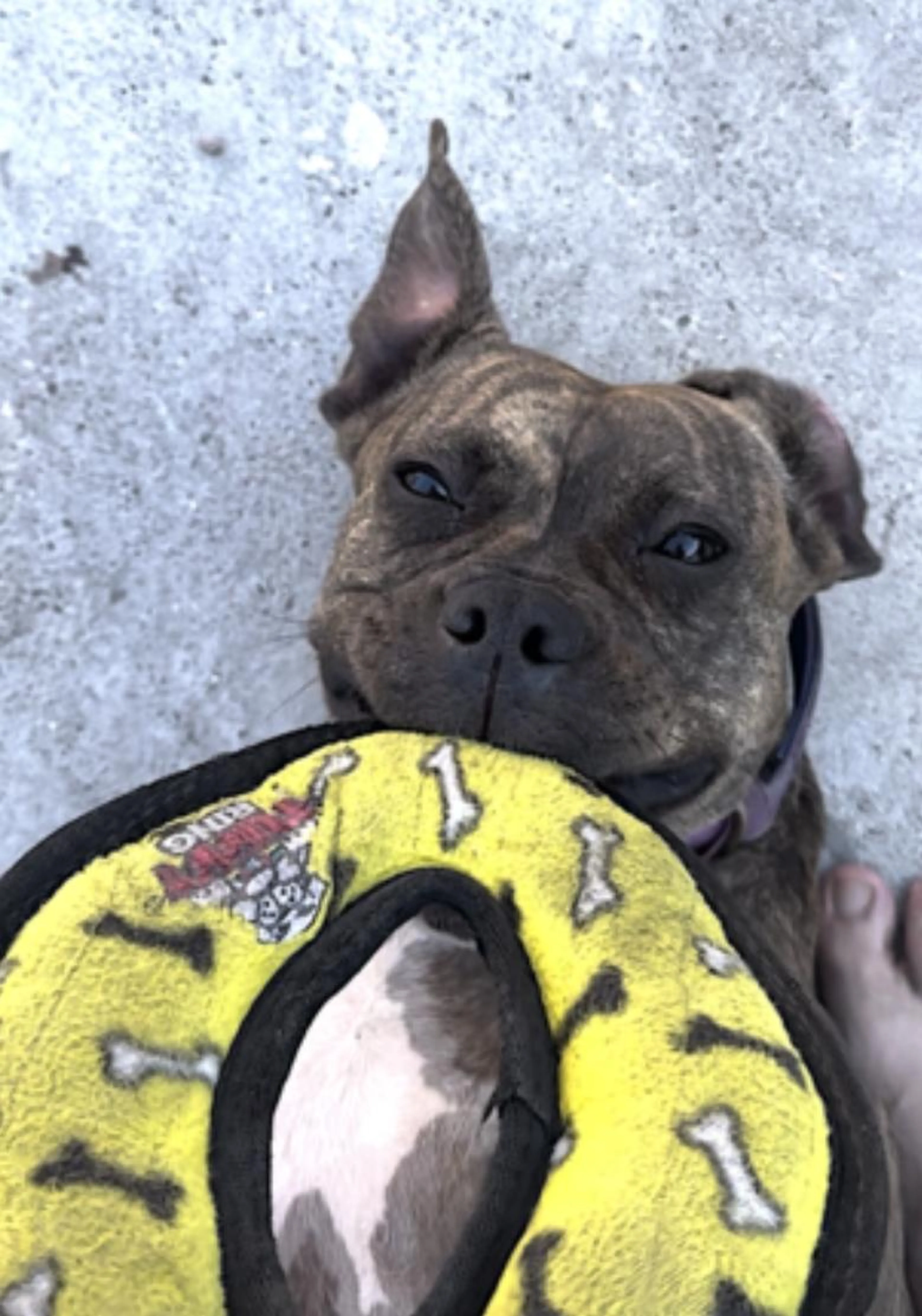 Found pet-2