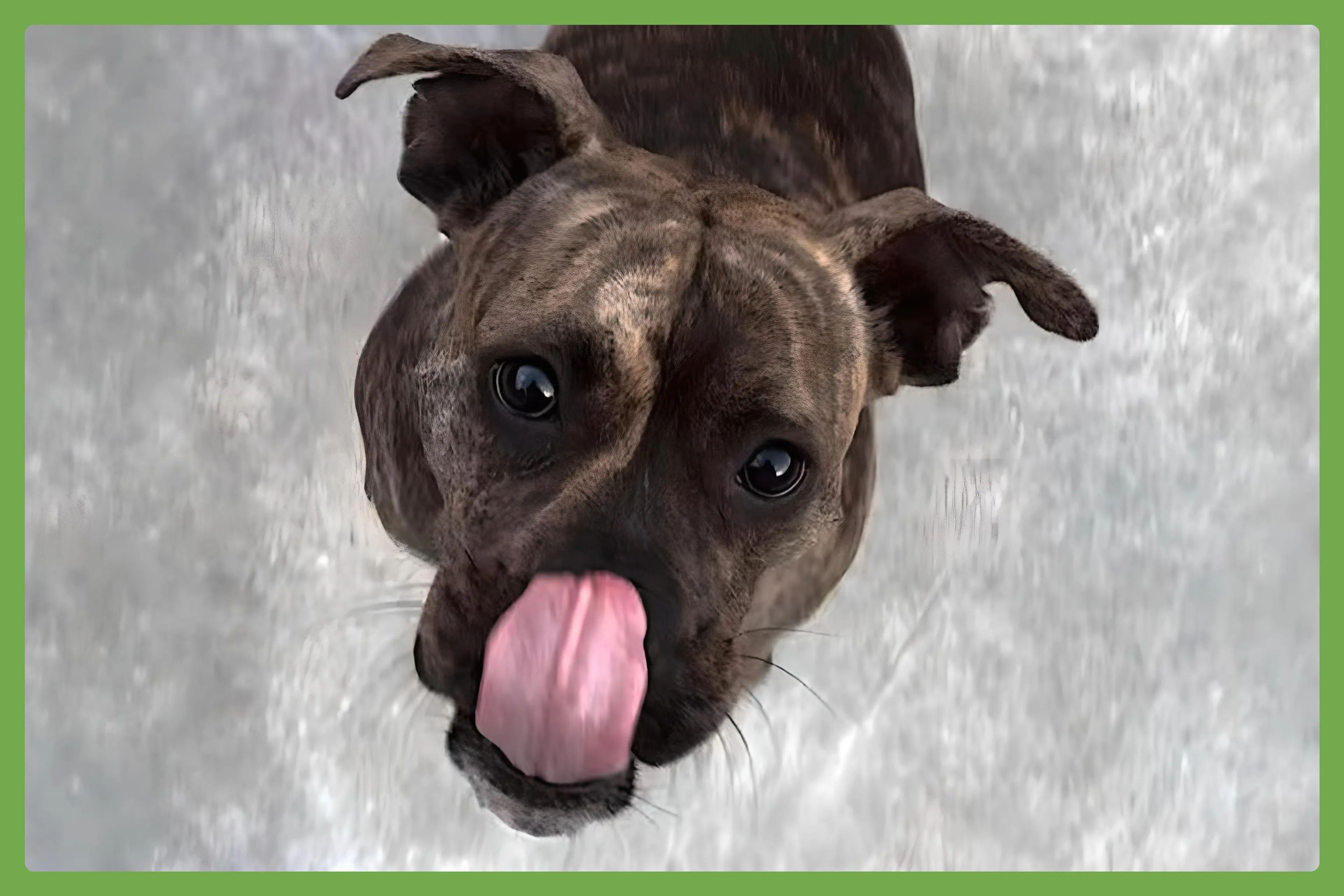 Found pet-0