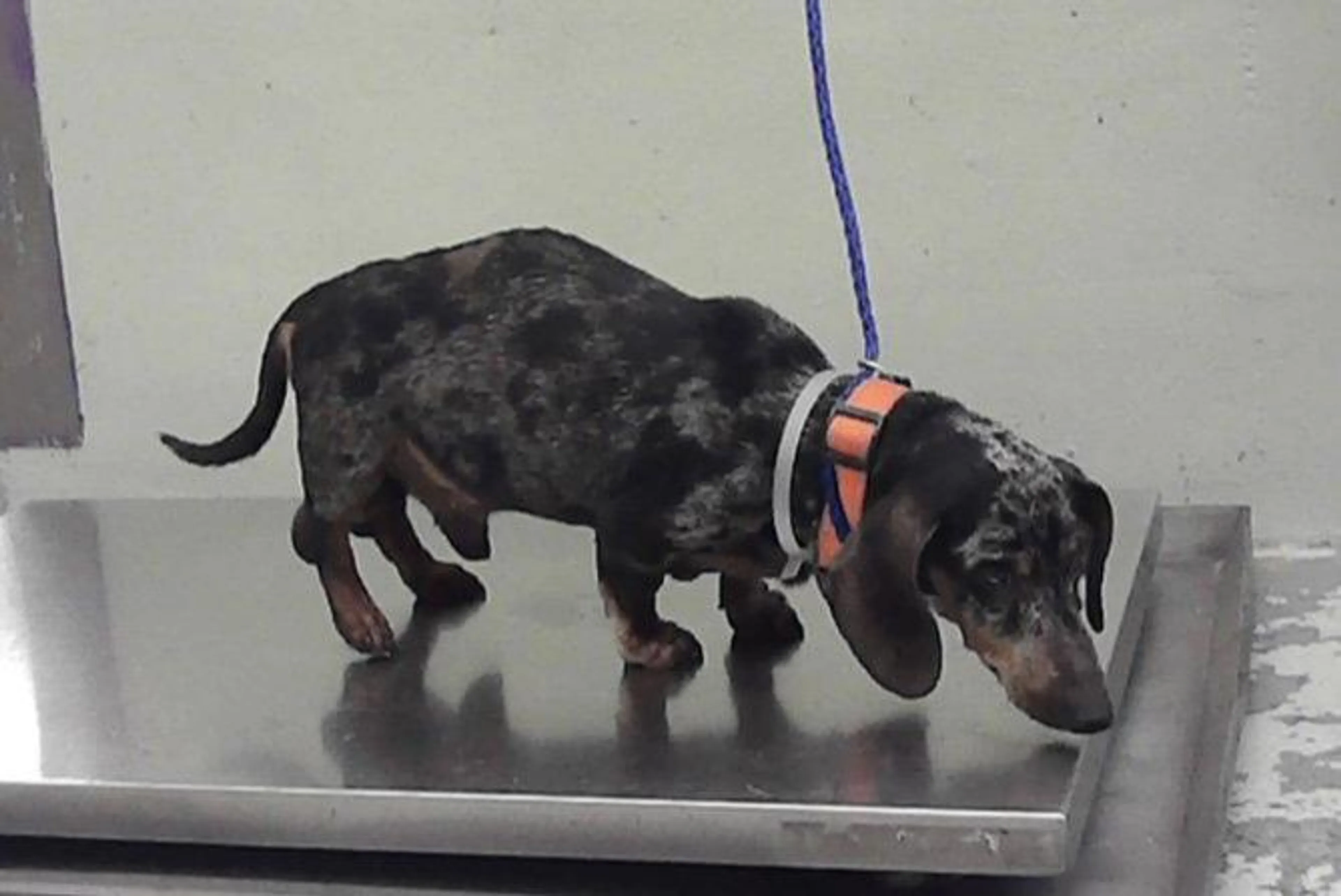 Found pet