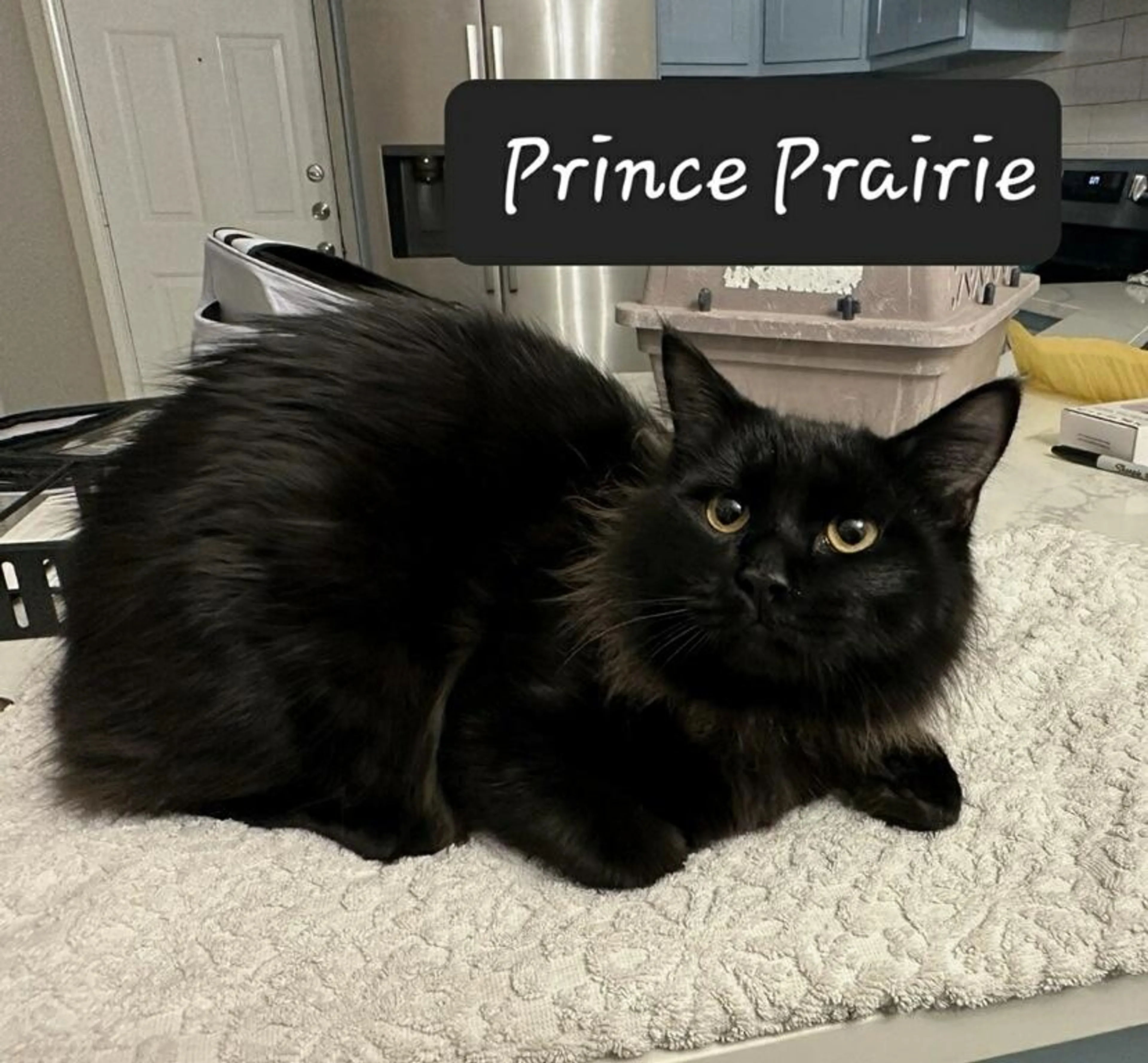 Found pet-1