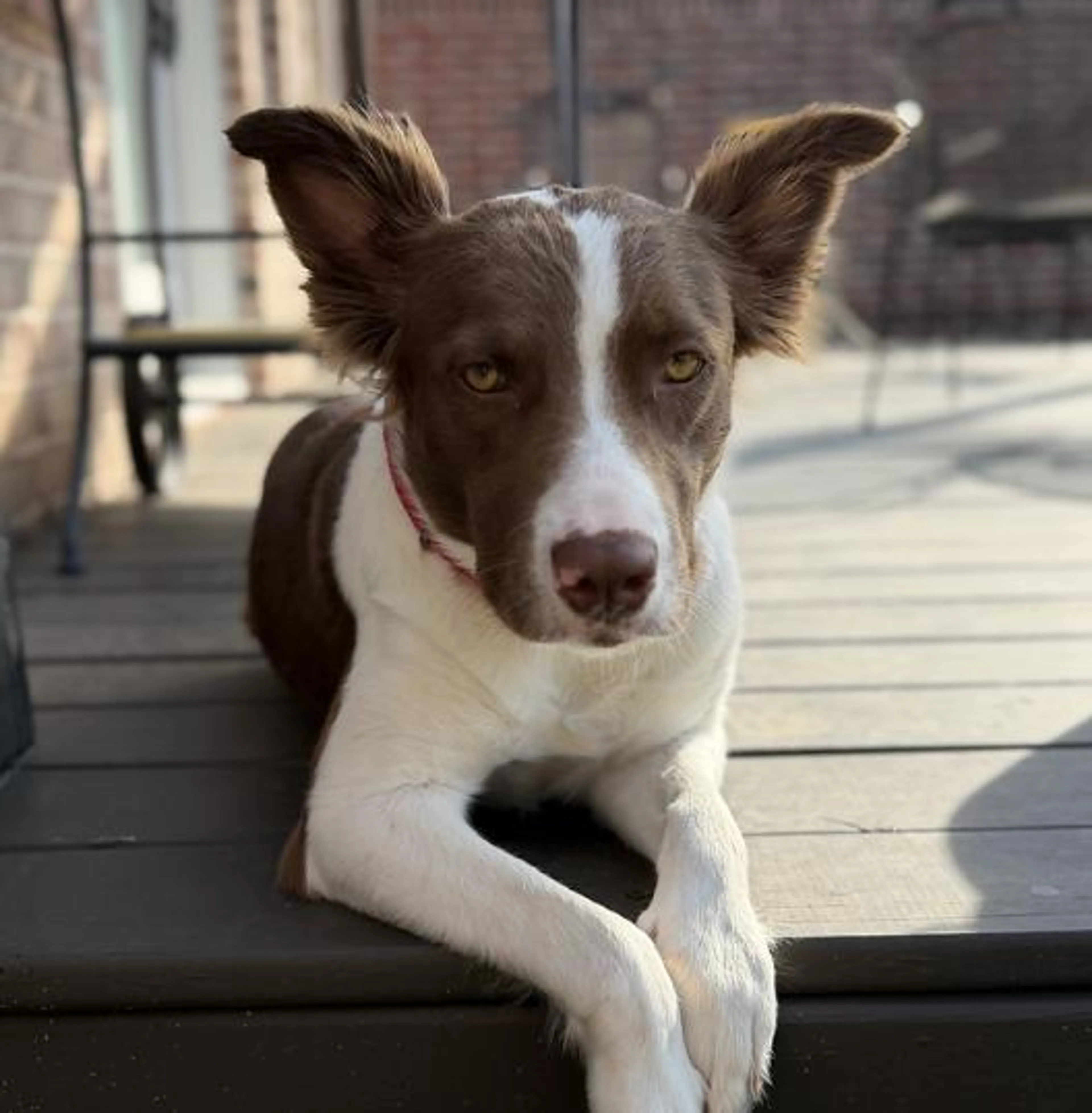 Found pet-4