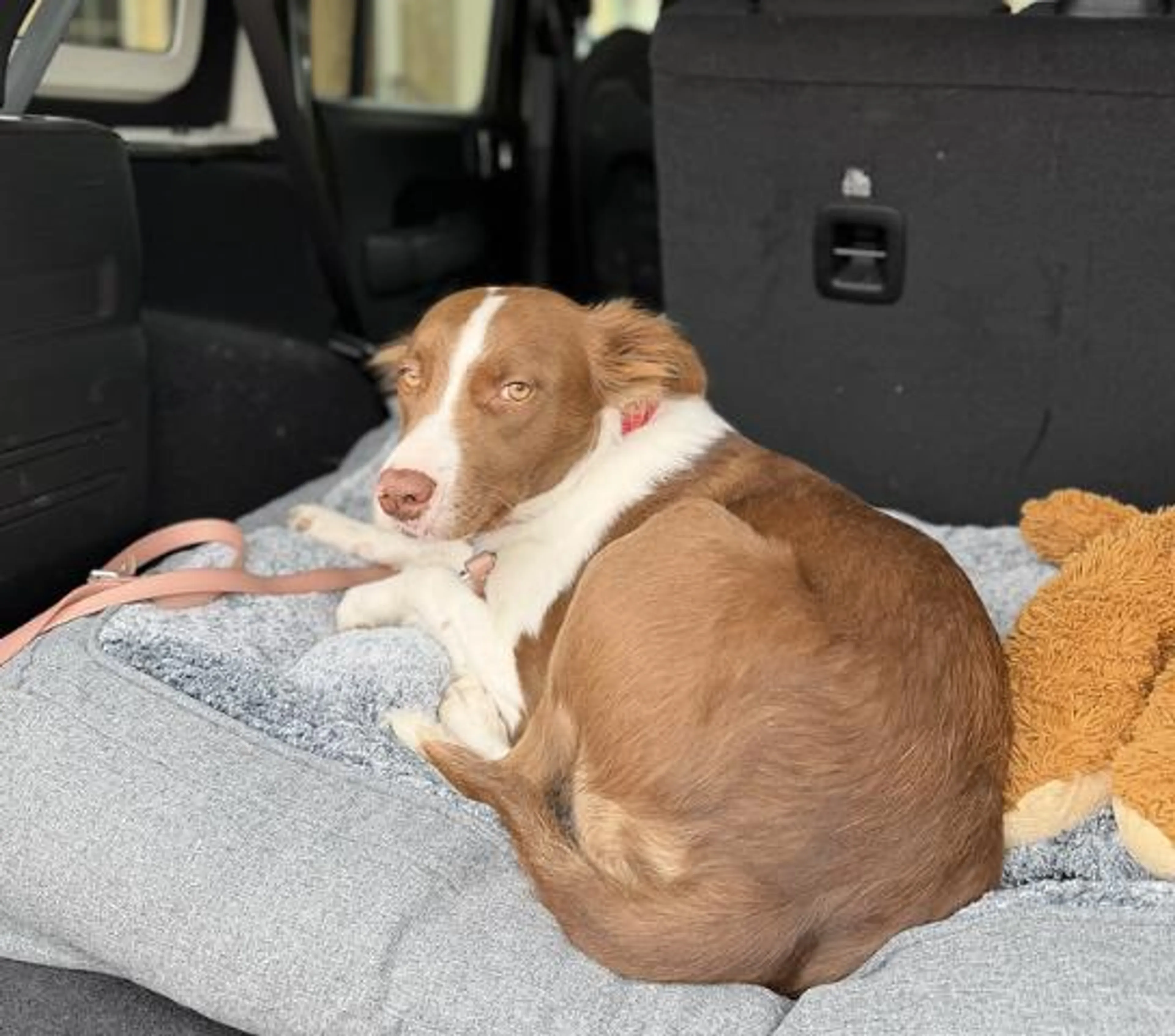 Found pet-2