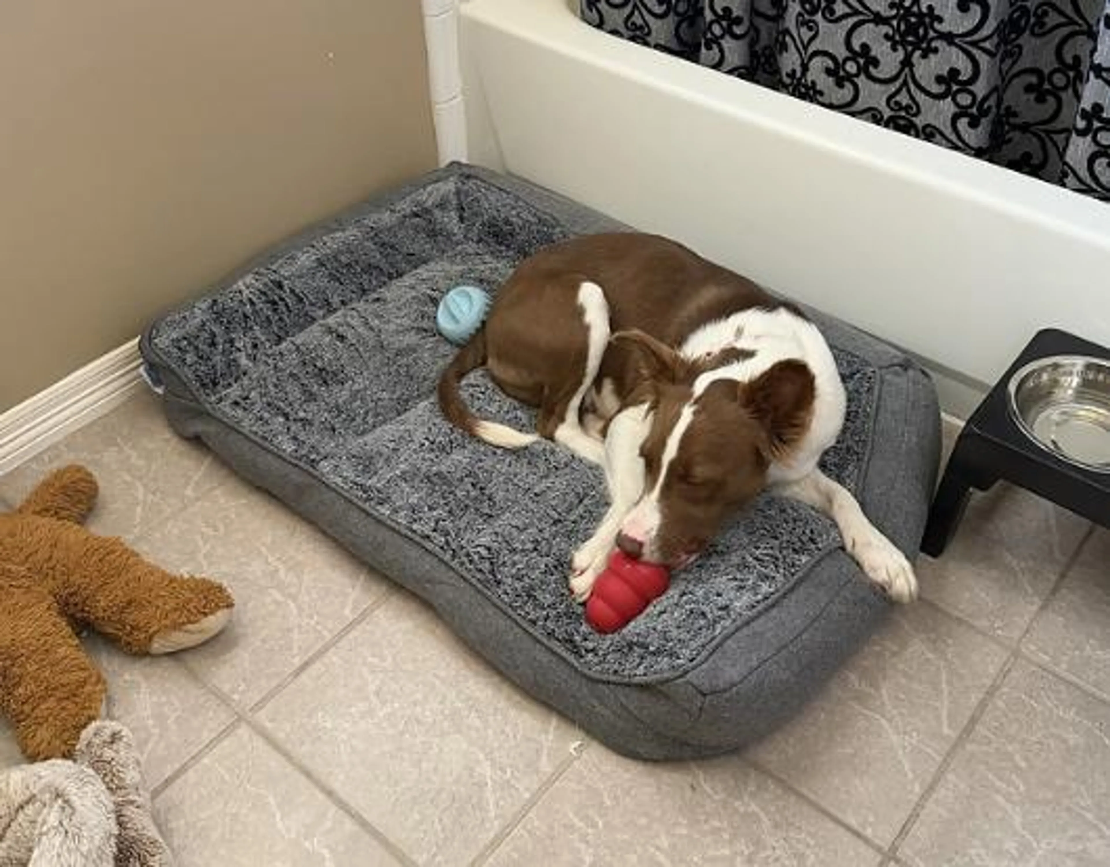 Found pet-1