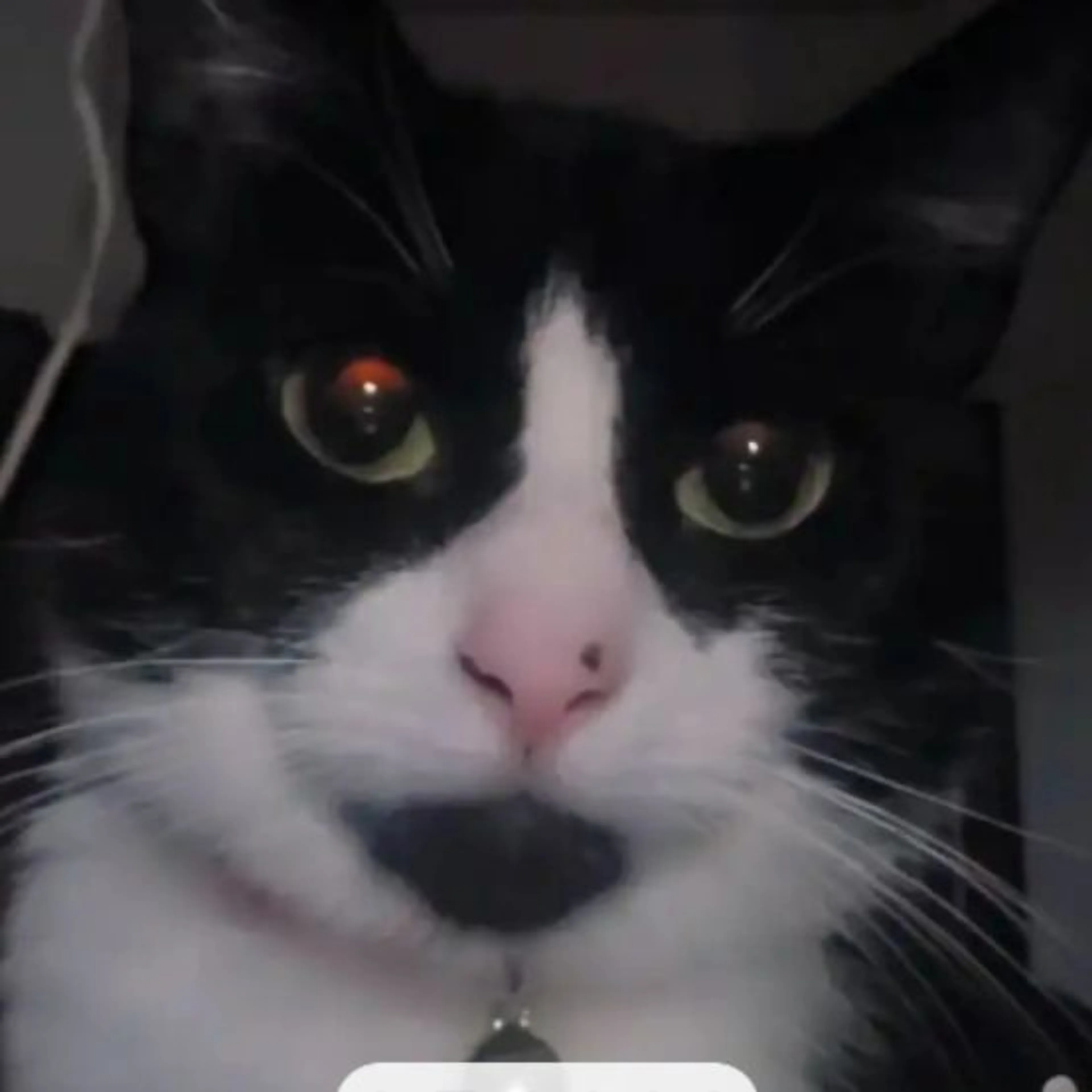 Lost pet