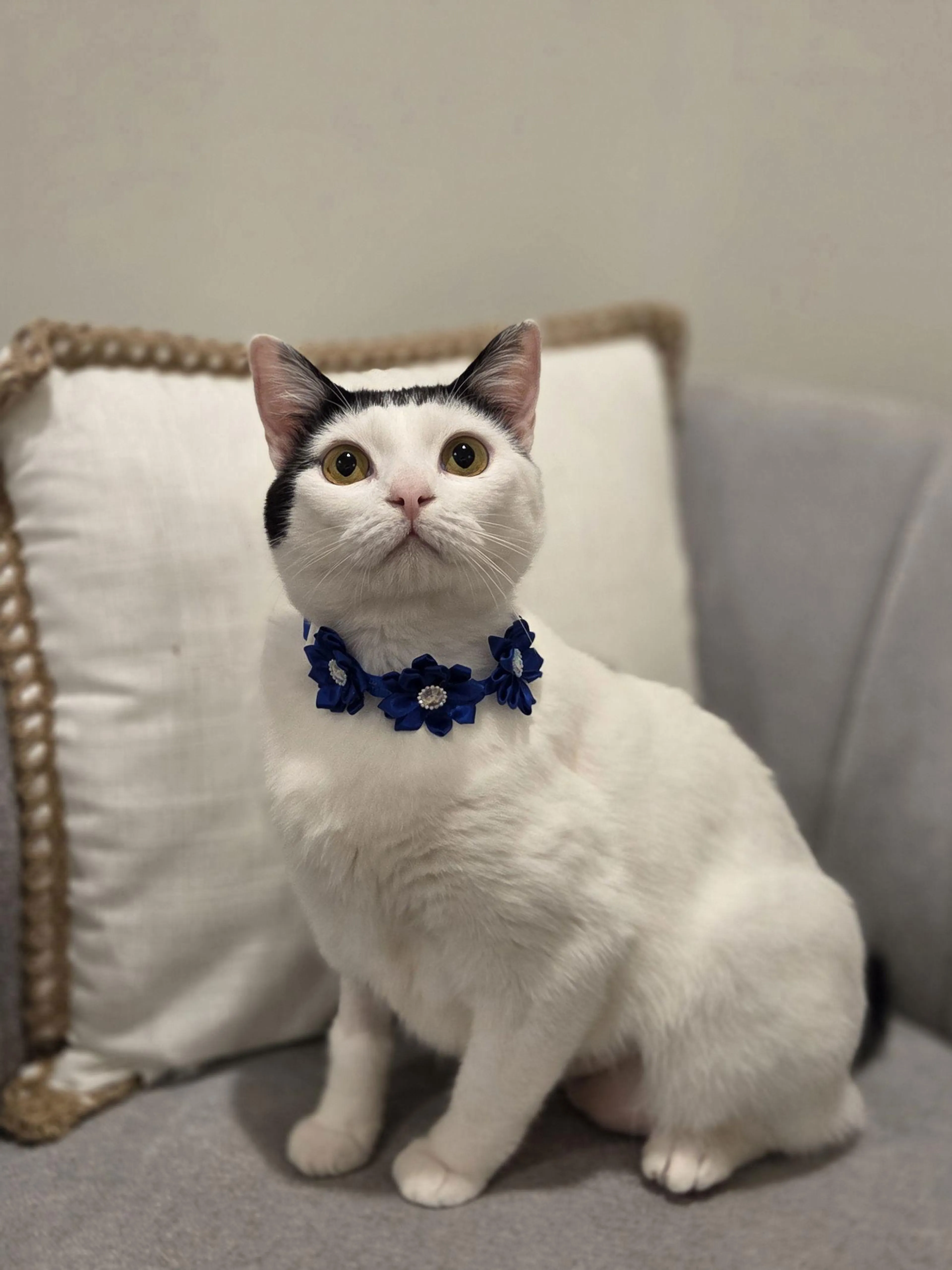 Found pet-2