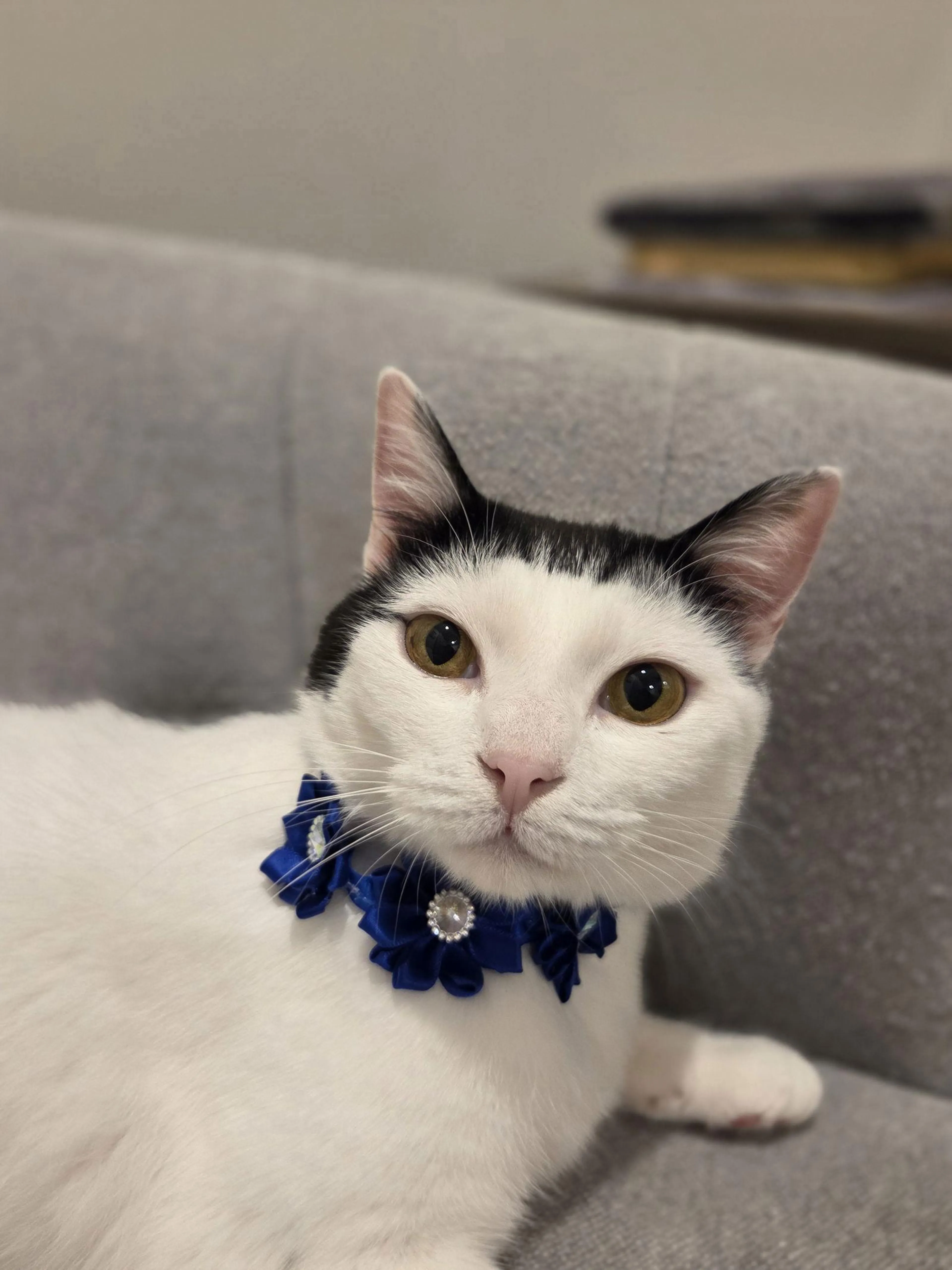 Found pet-1