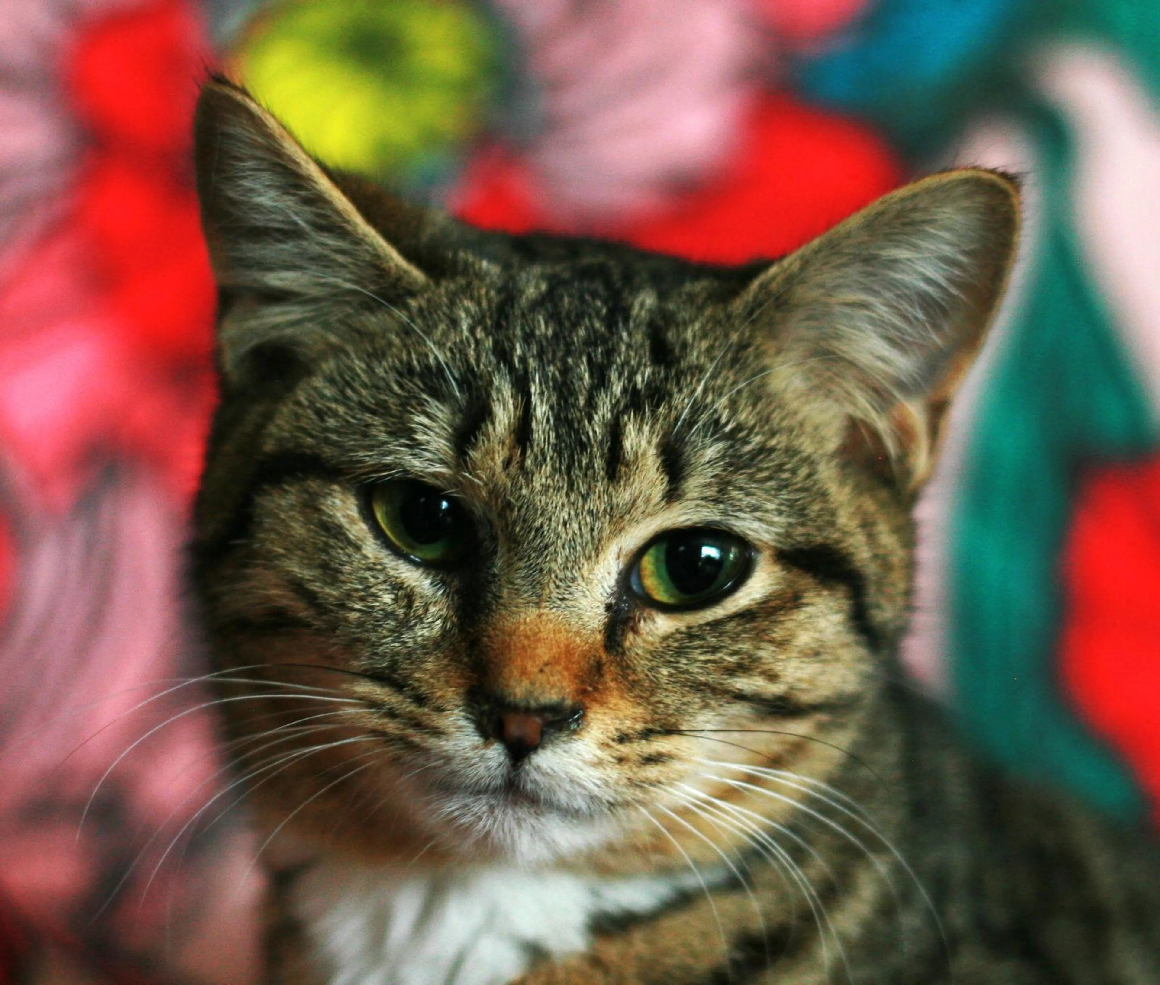 Found pet-1