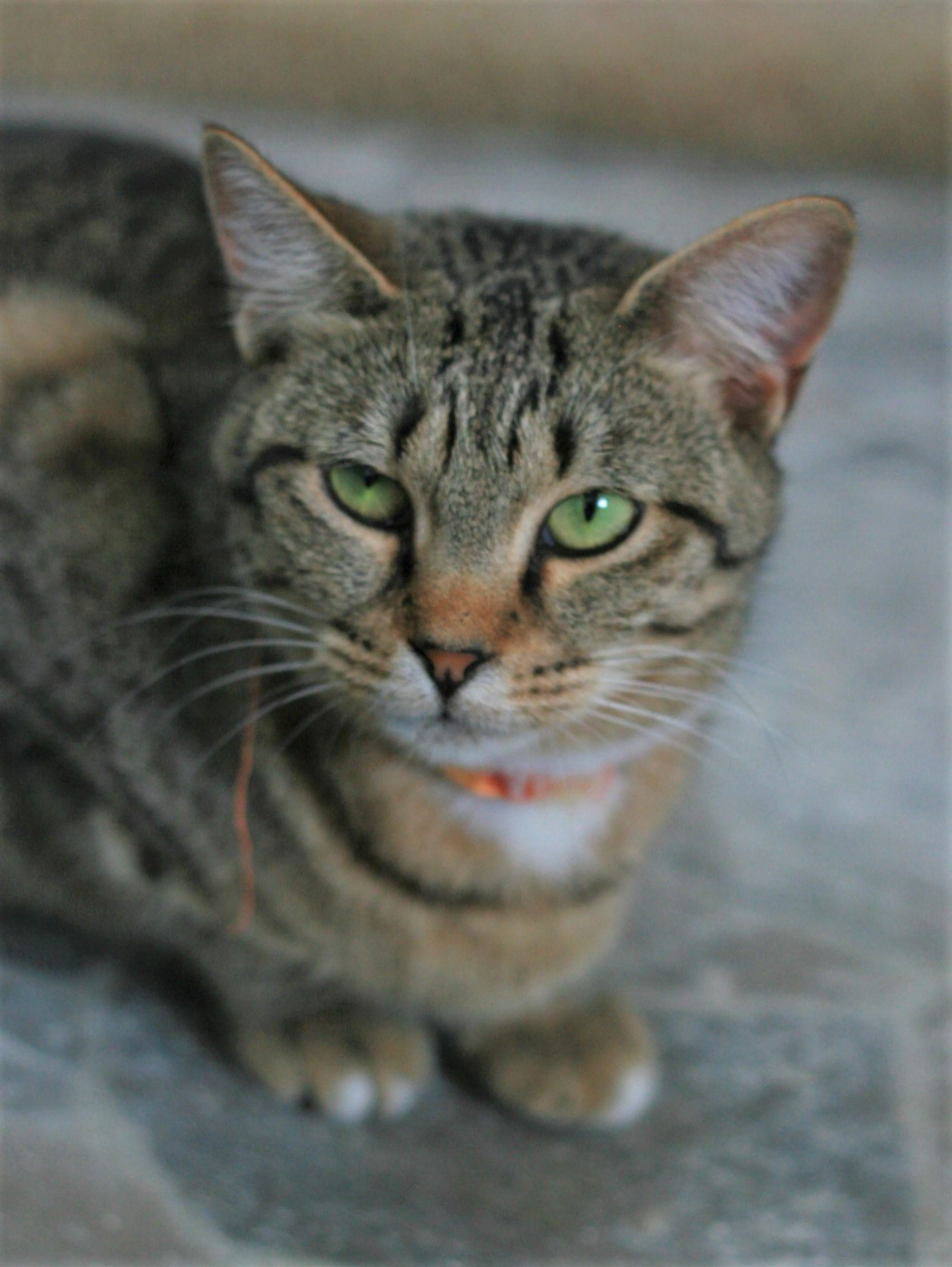 Found pet-2