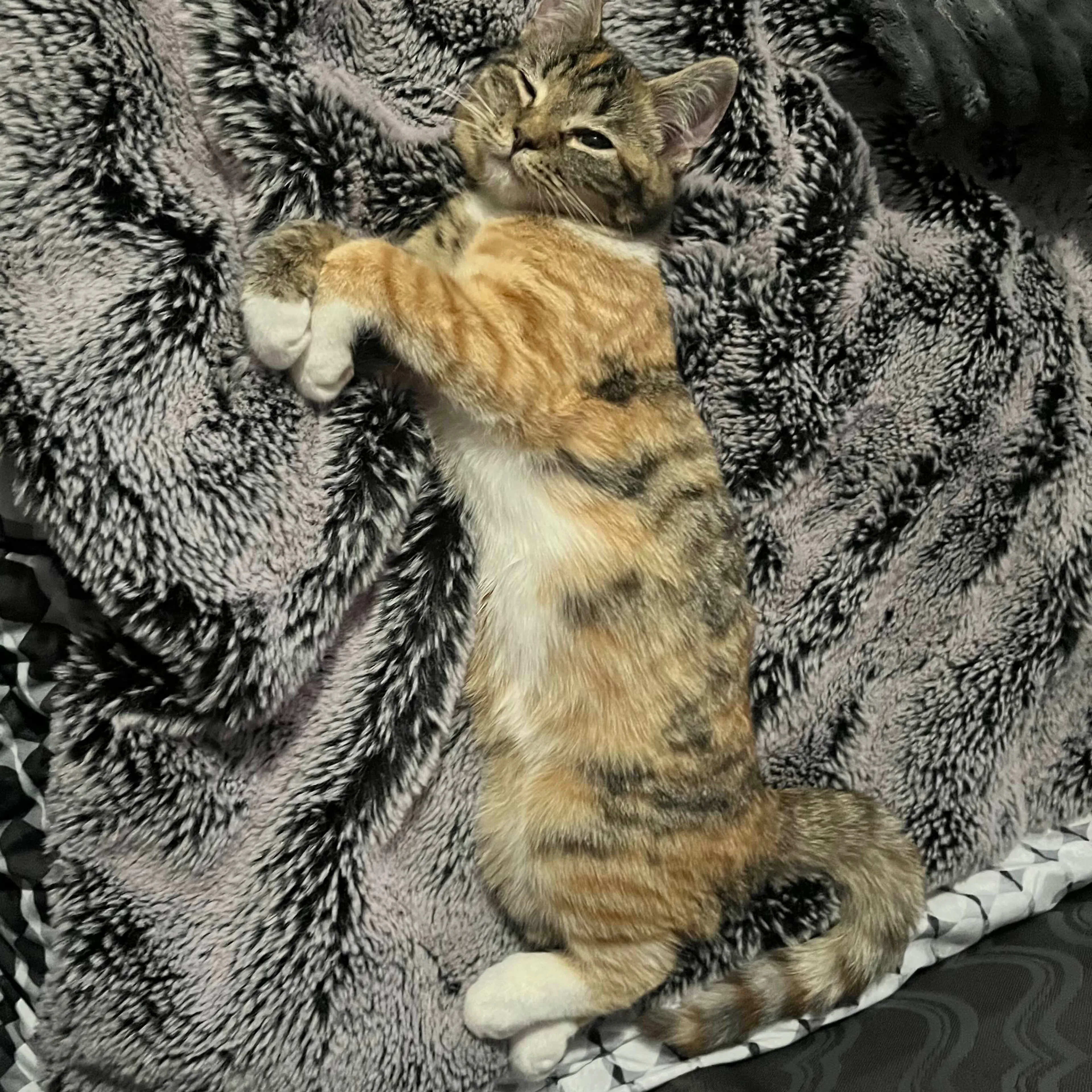Lost pet-1