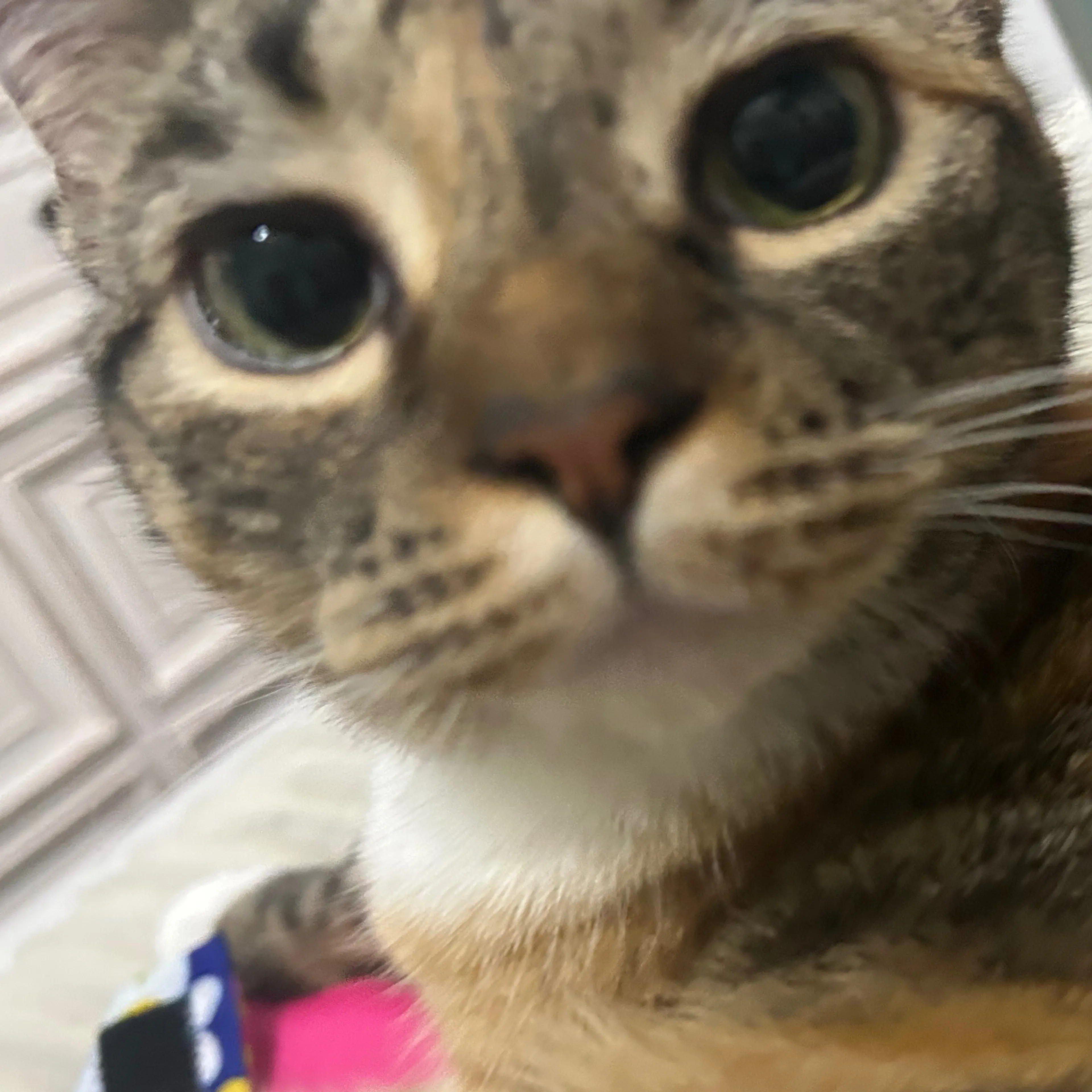 Lost pet-2