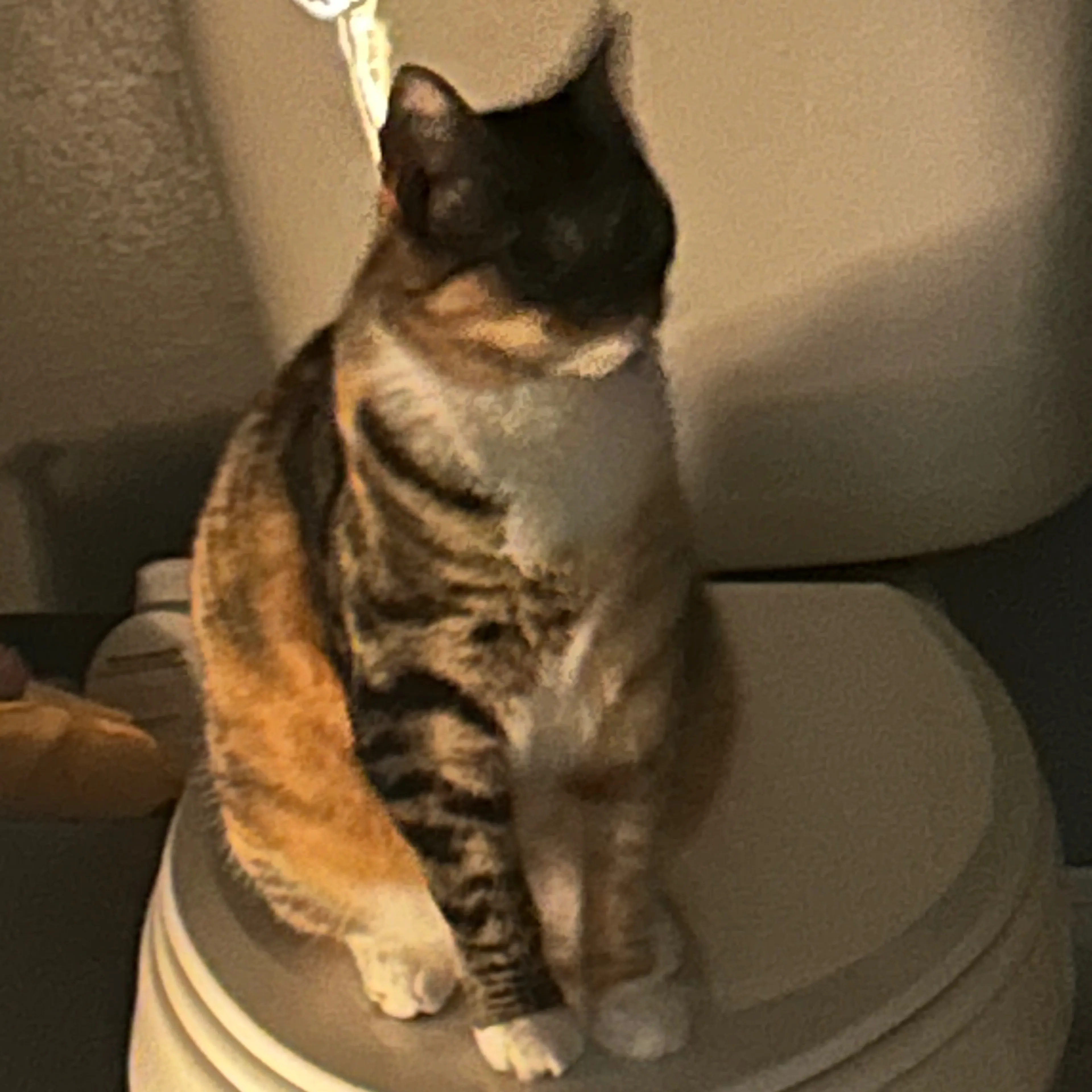 Lost pet-3