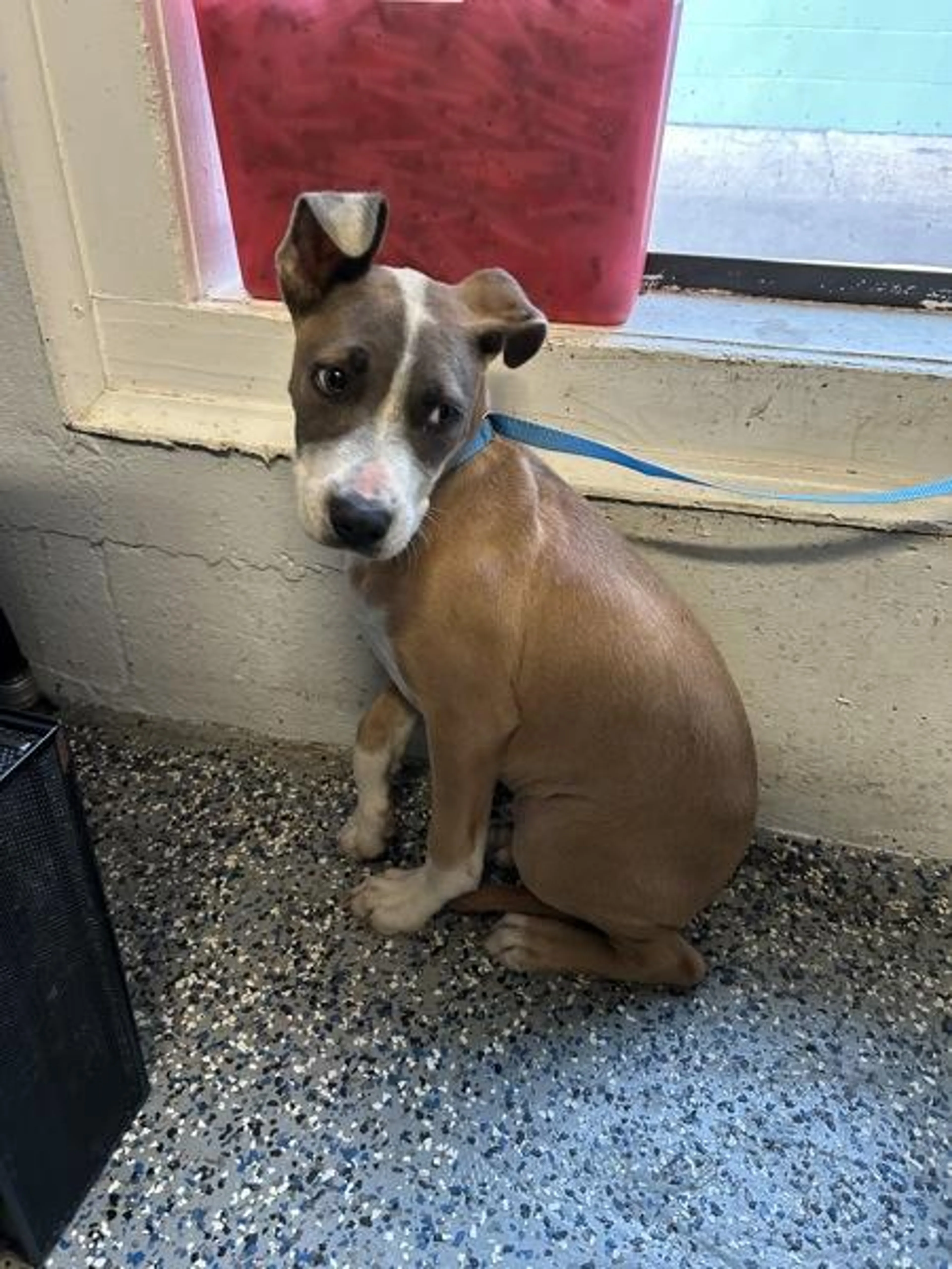 Found pet