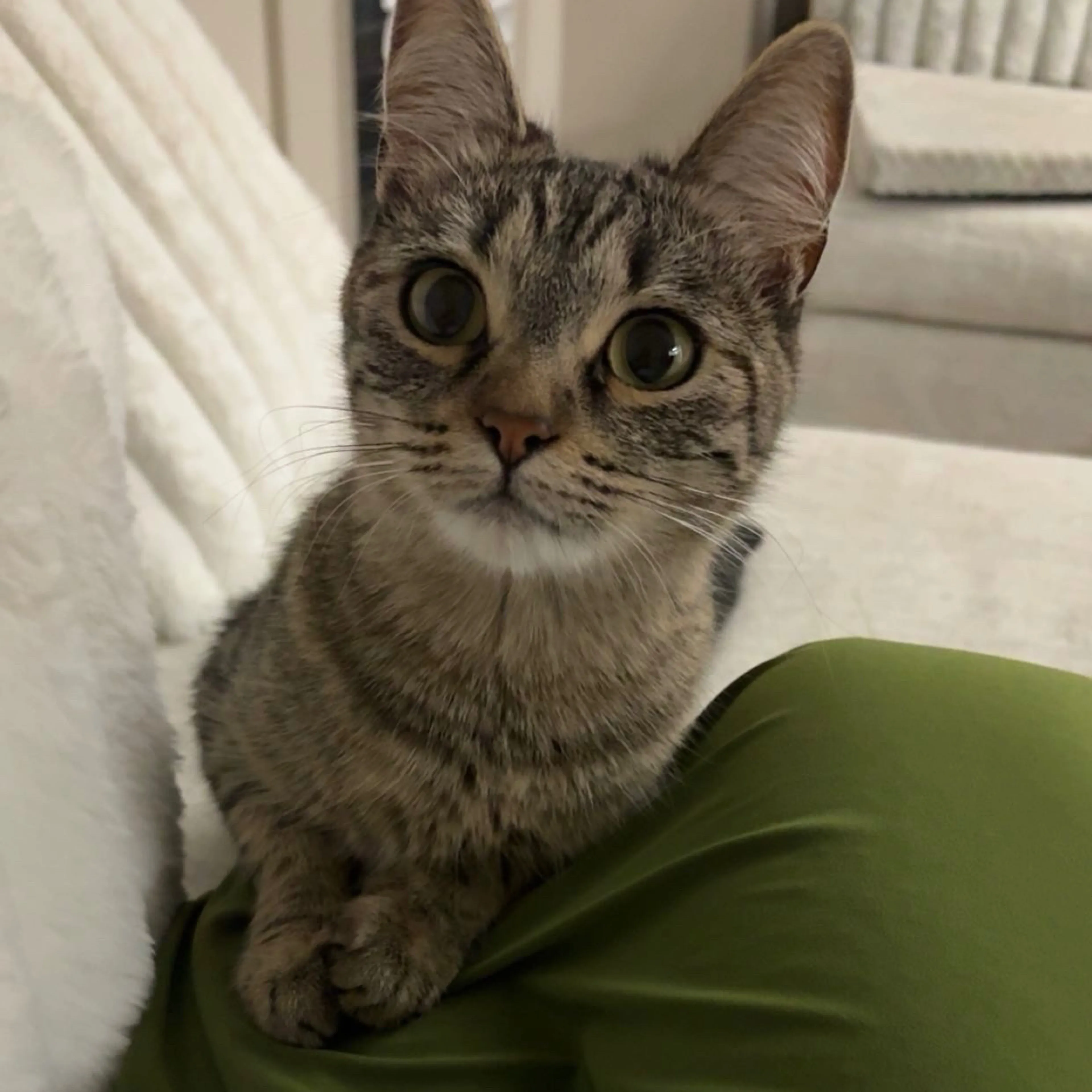 Lost pet-1