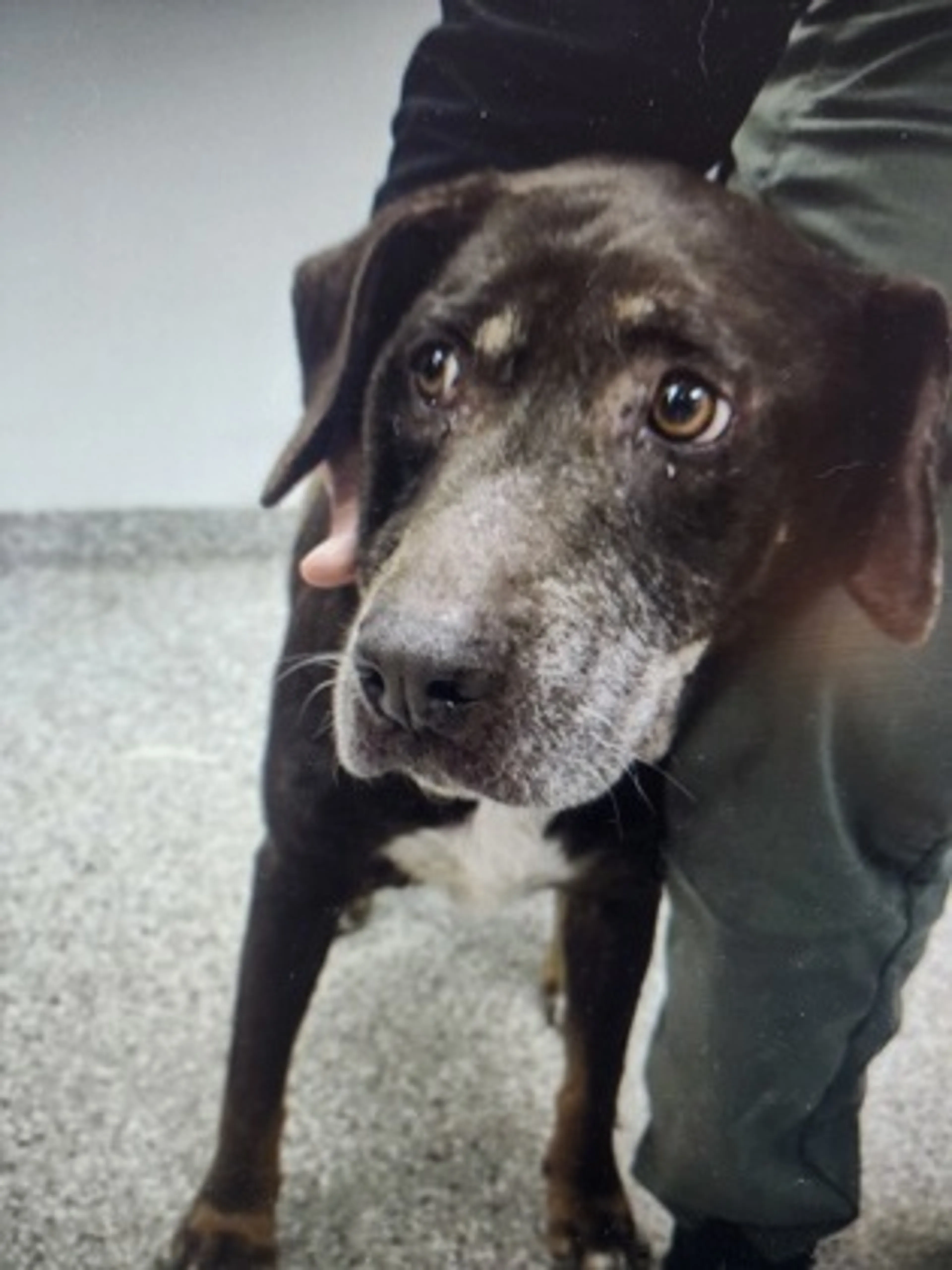 Found pet-2