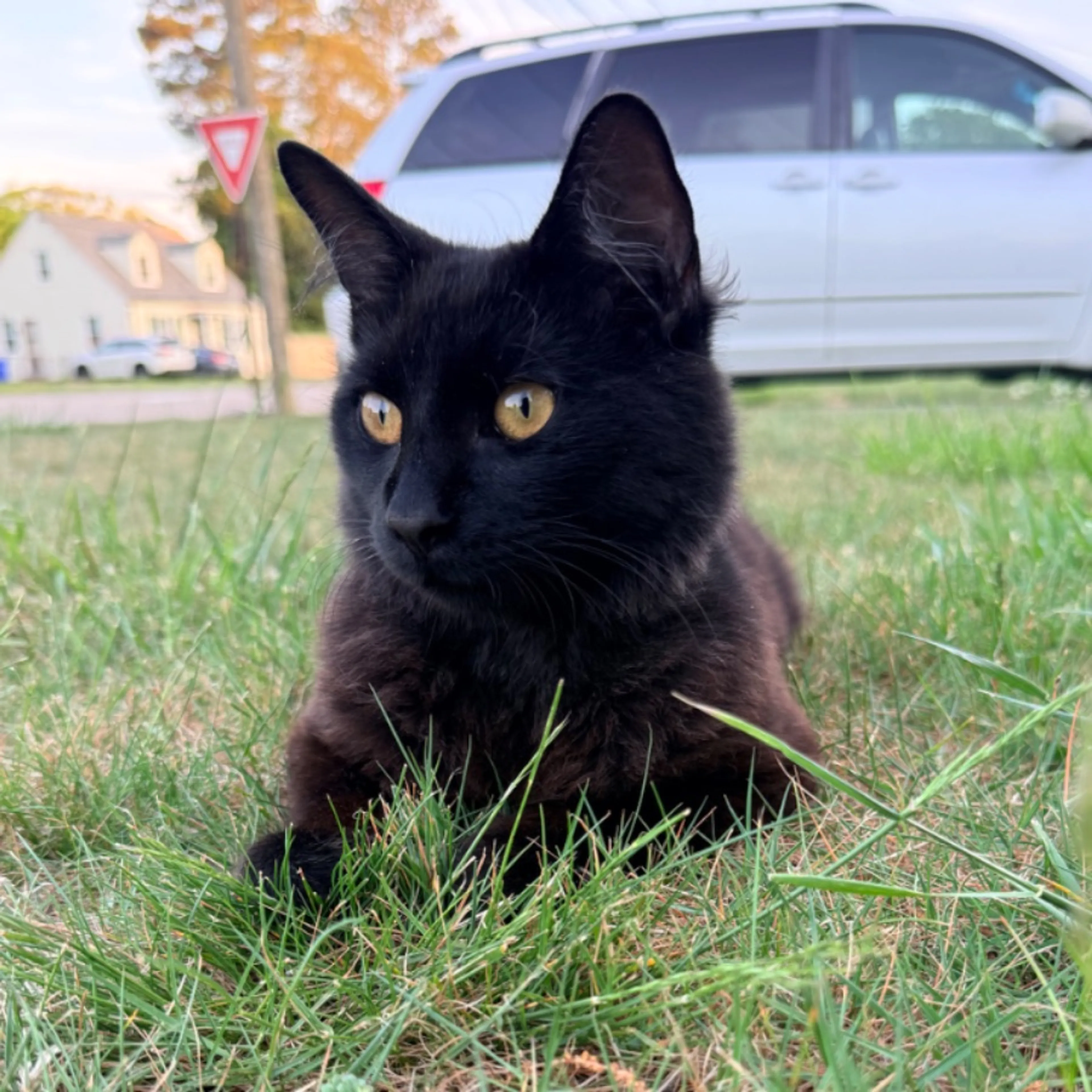 Lost pet-0