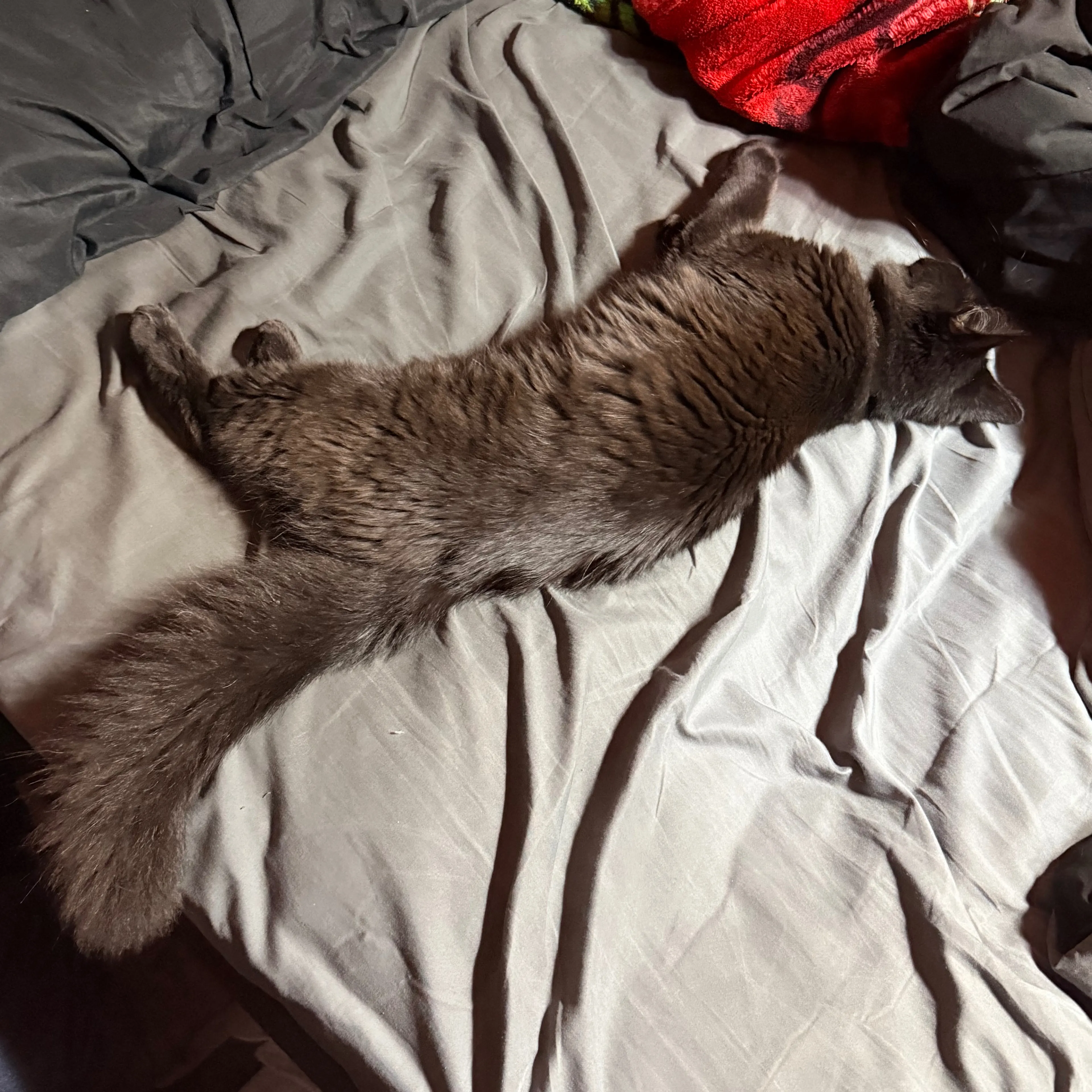 Lost pet-1