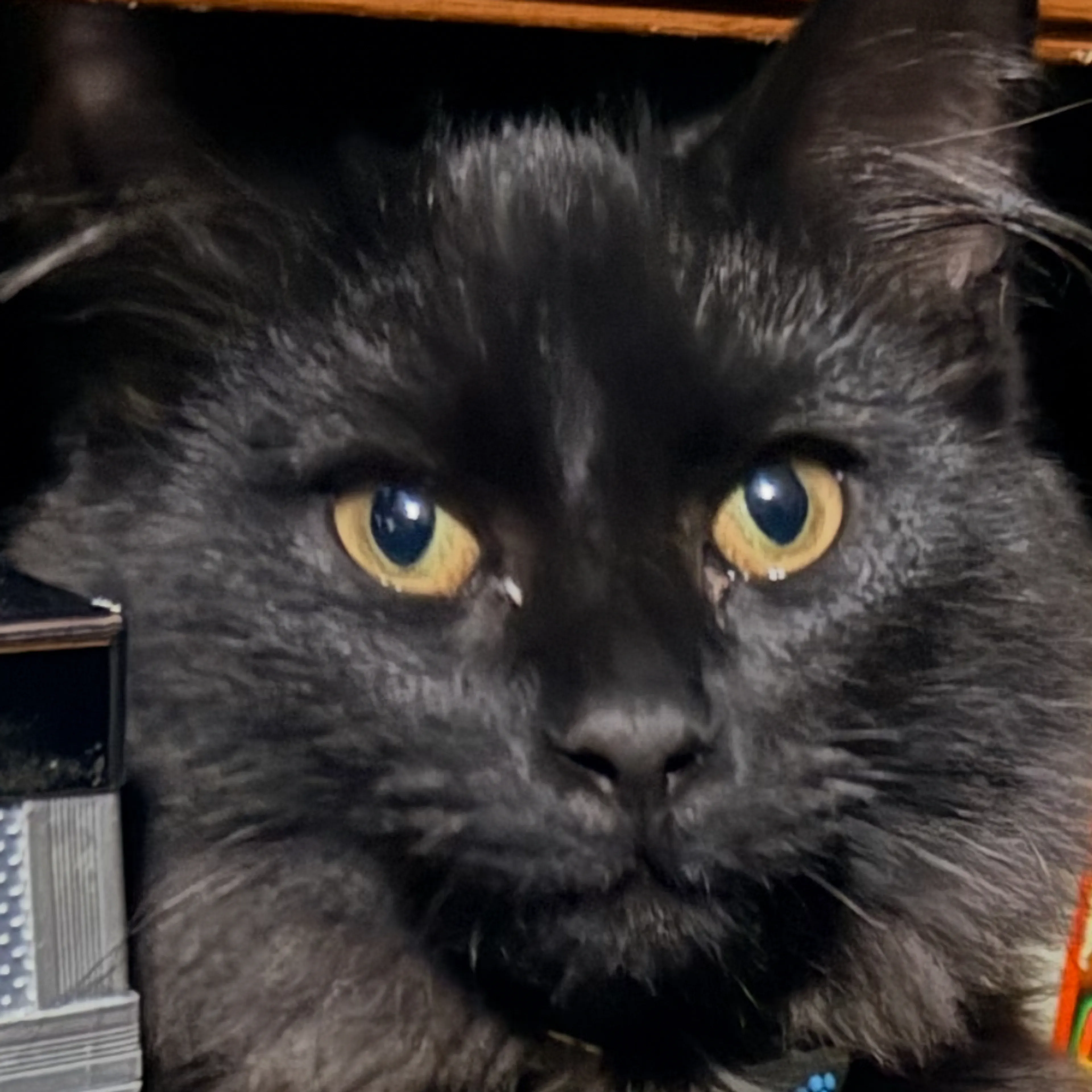 Lost pet-2
