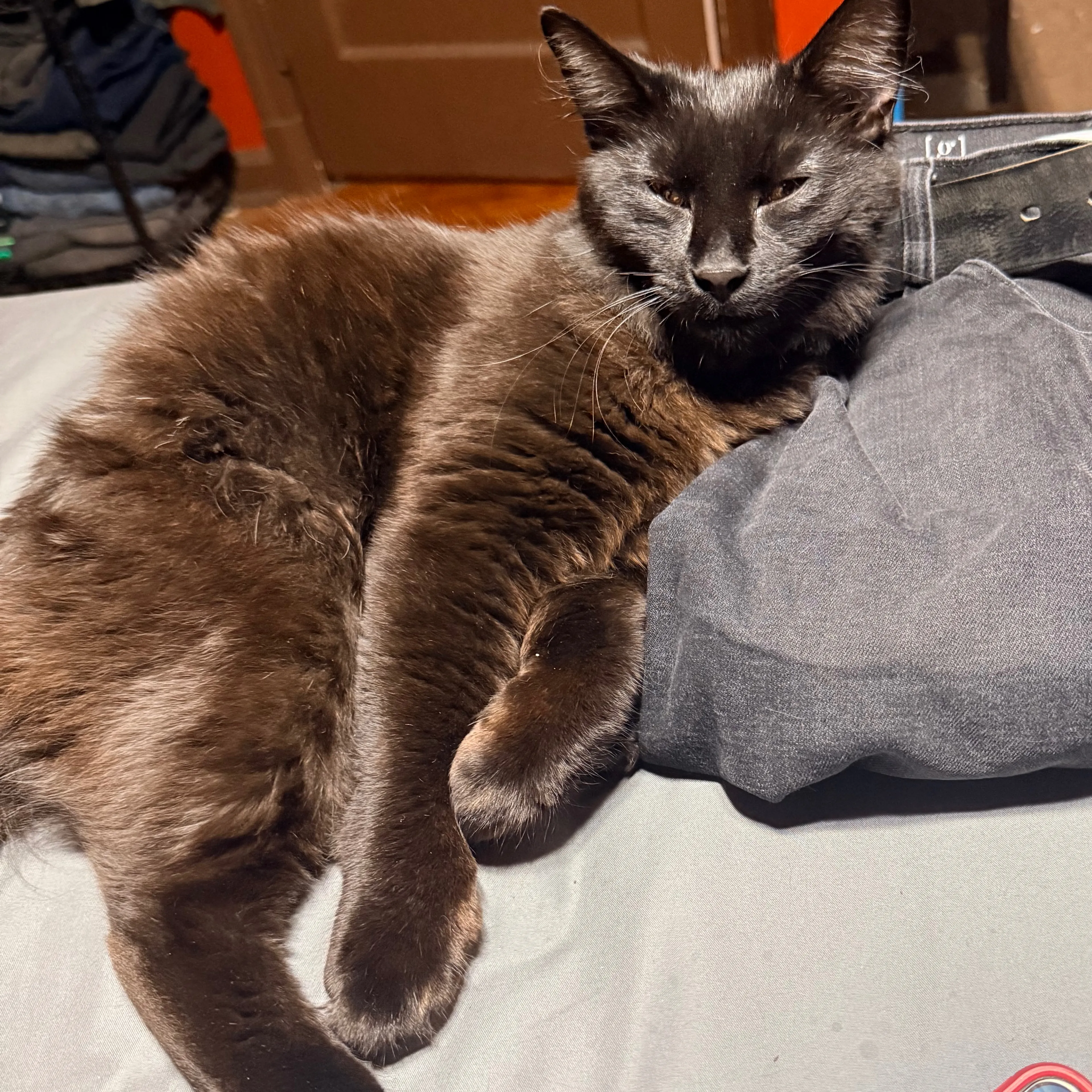 Lost pet-3