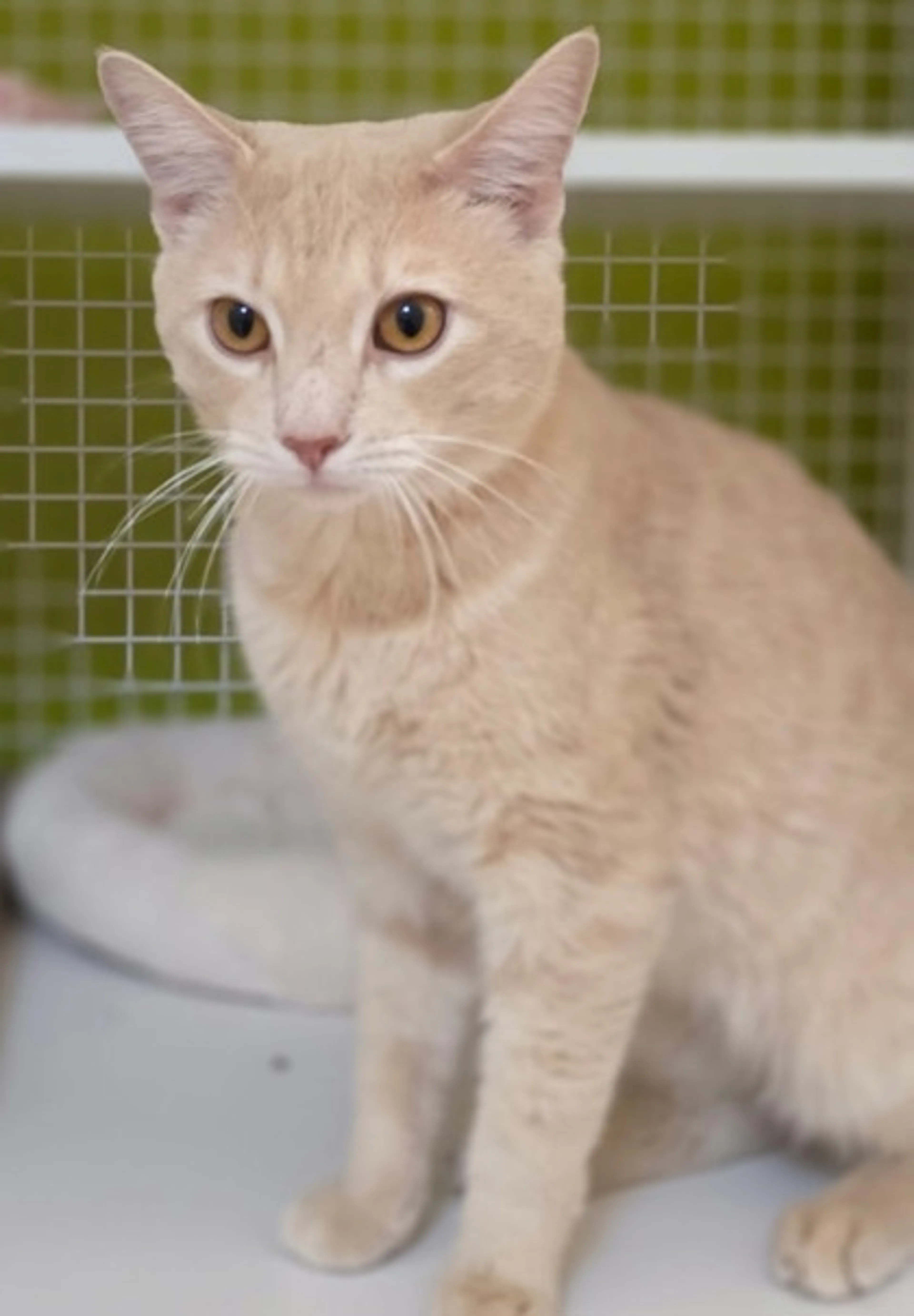 Found pet-2
