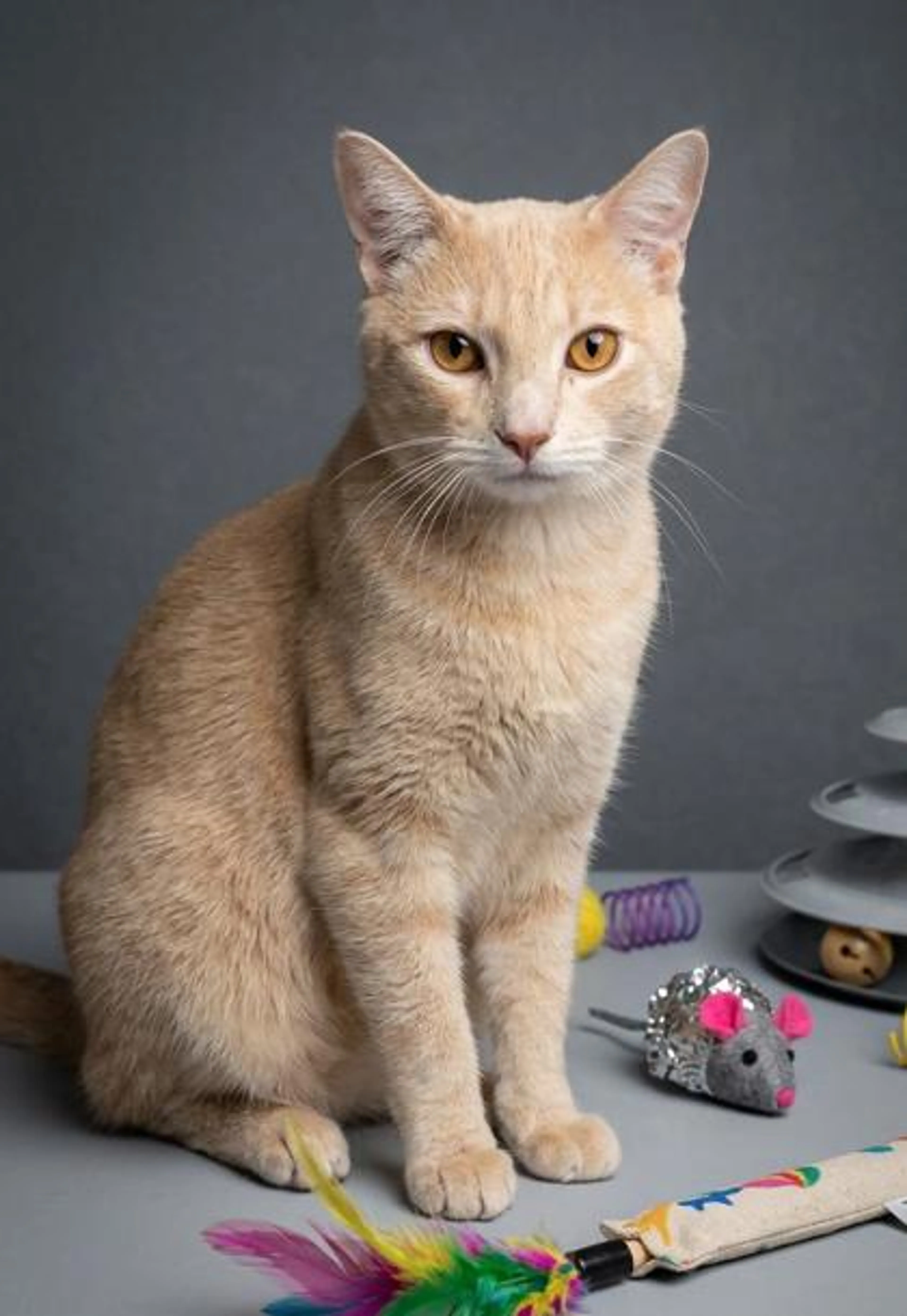 Found pet-0