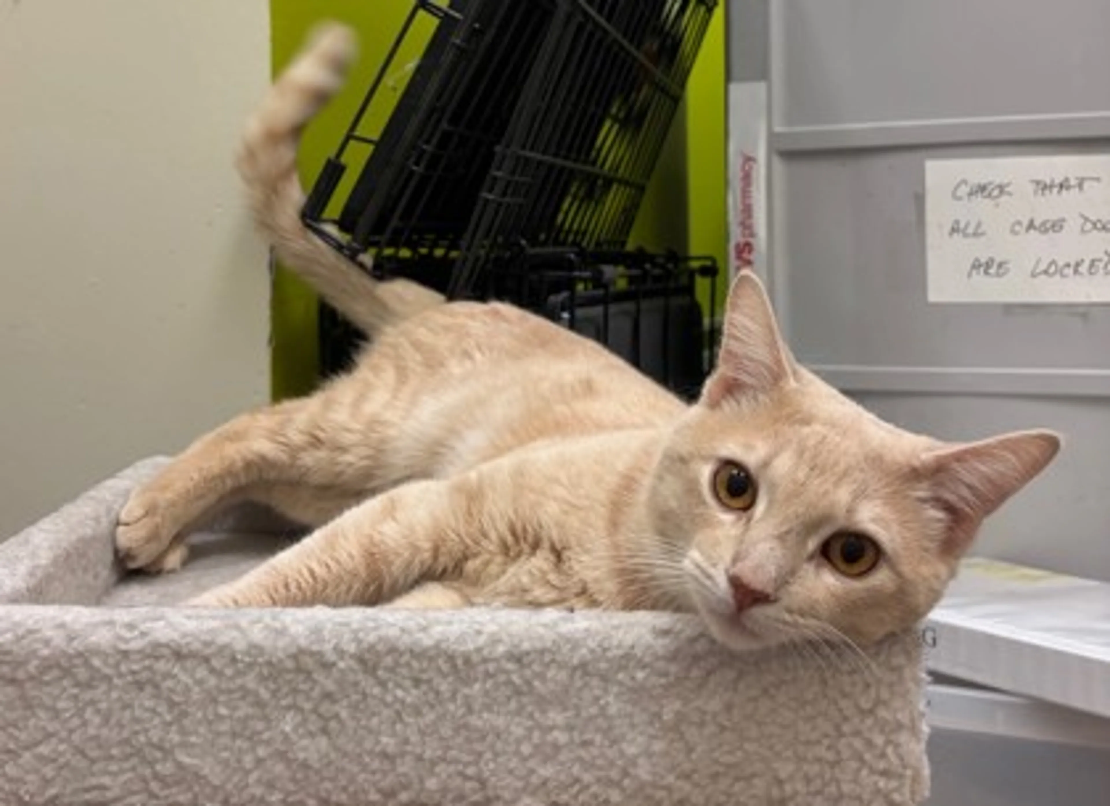 Found pet-1