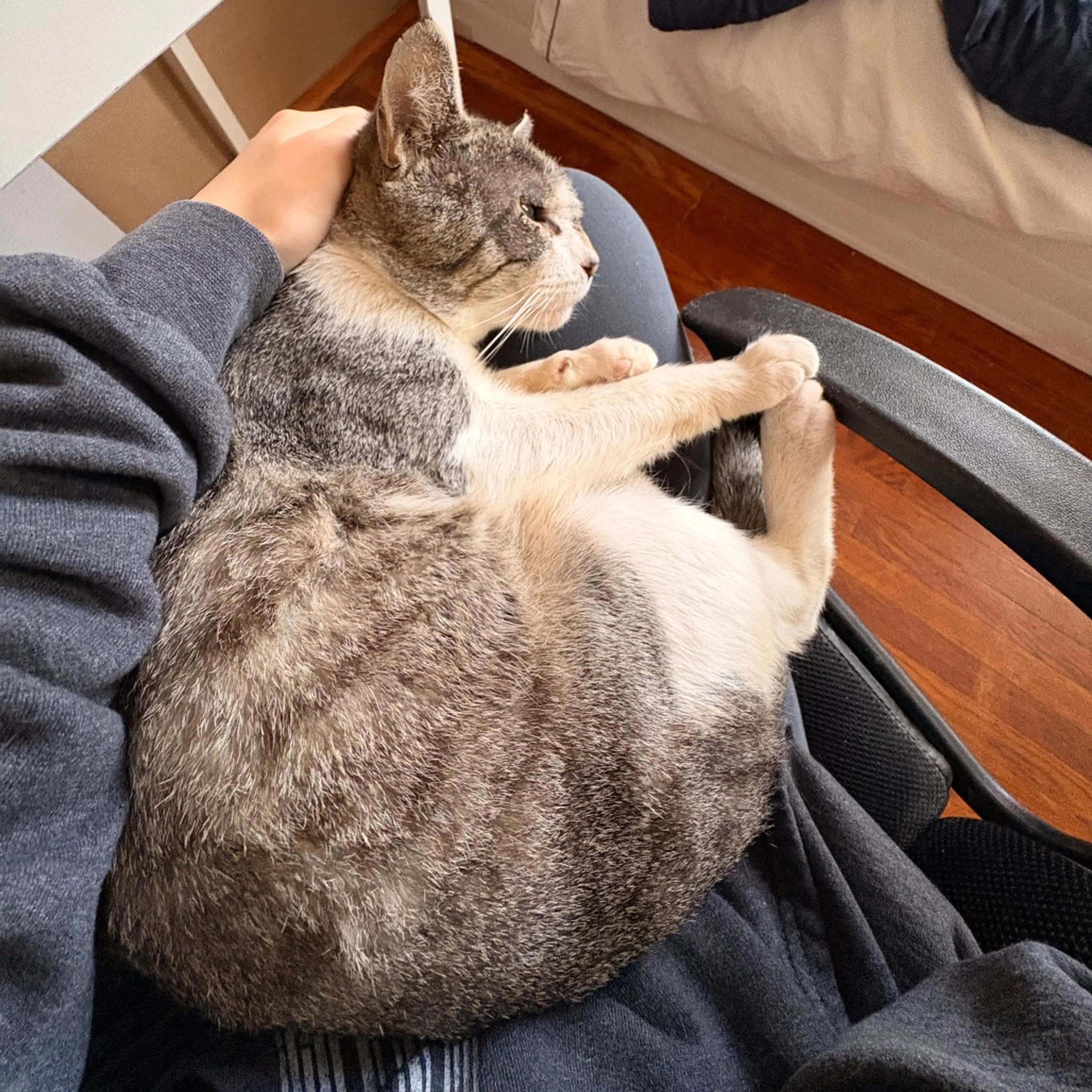 Found pet-2