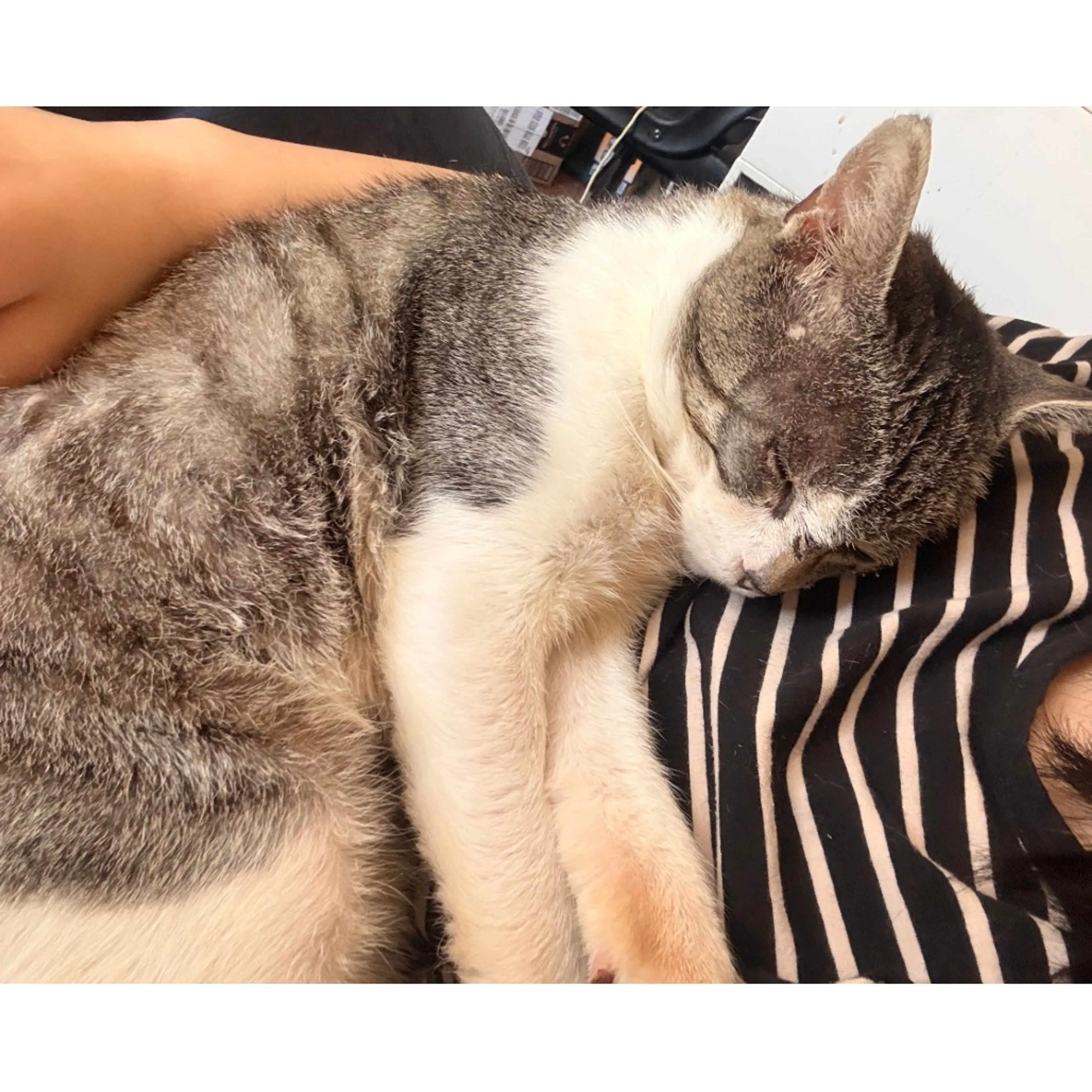 Found pet-1