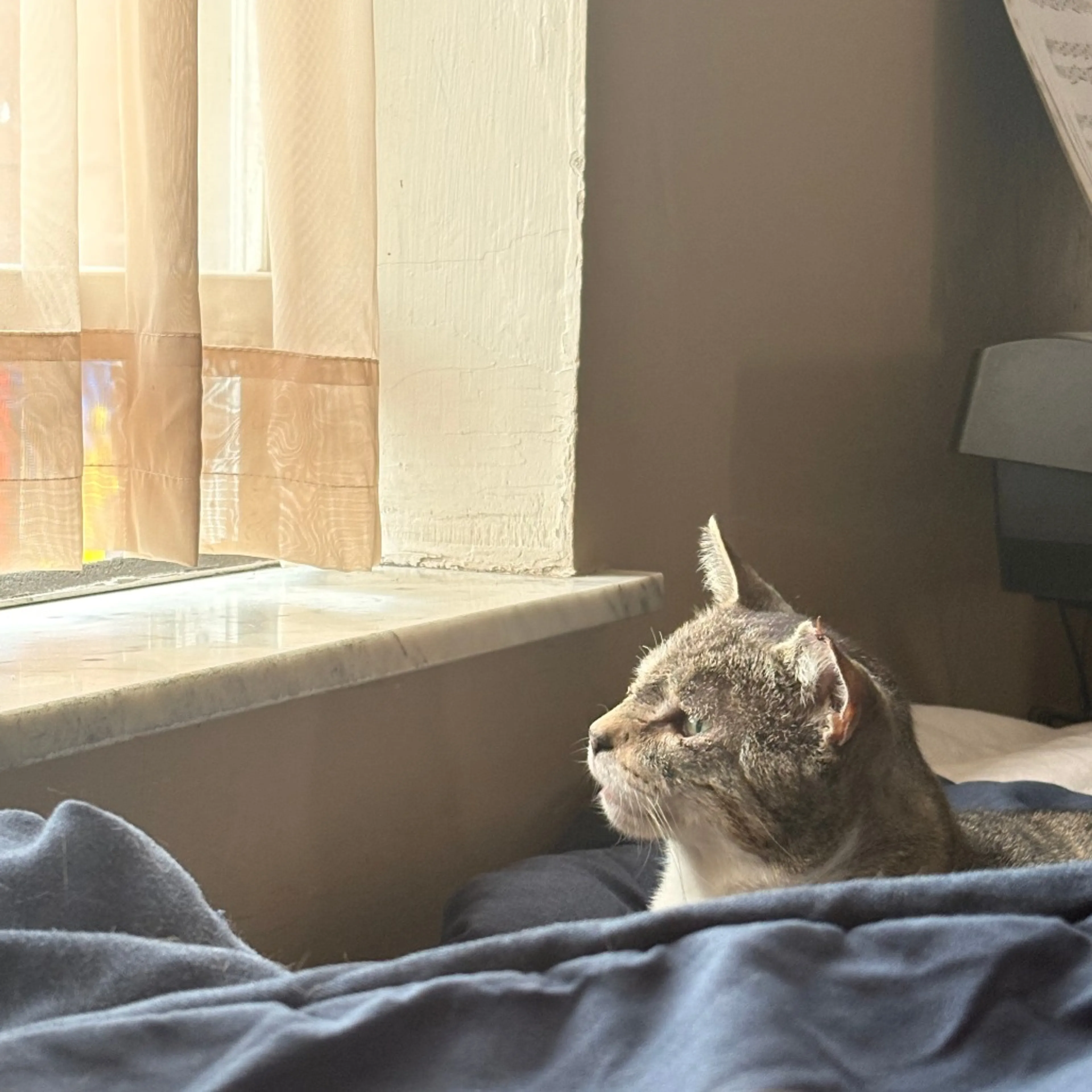 Found pet-7