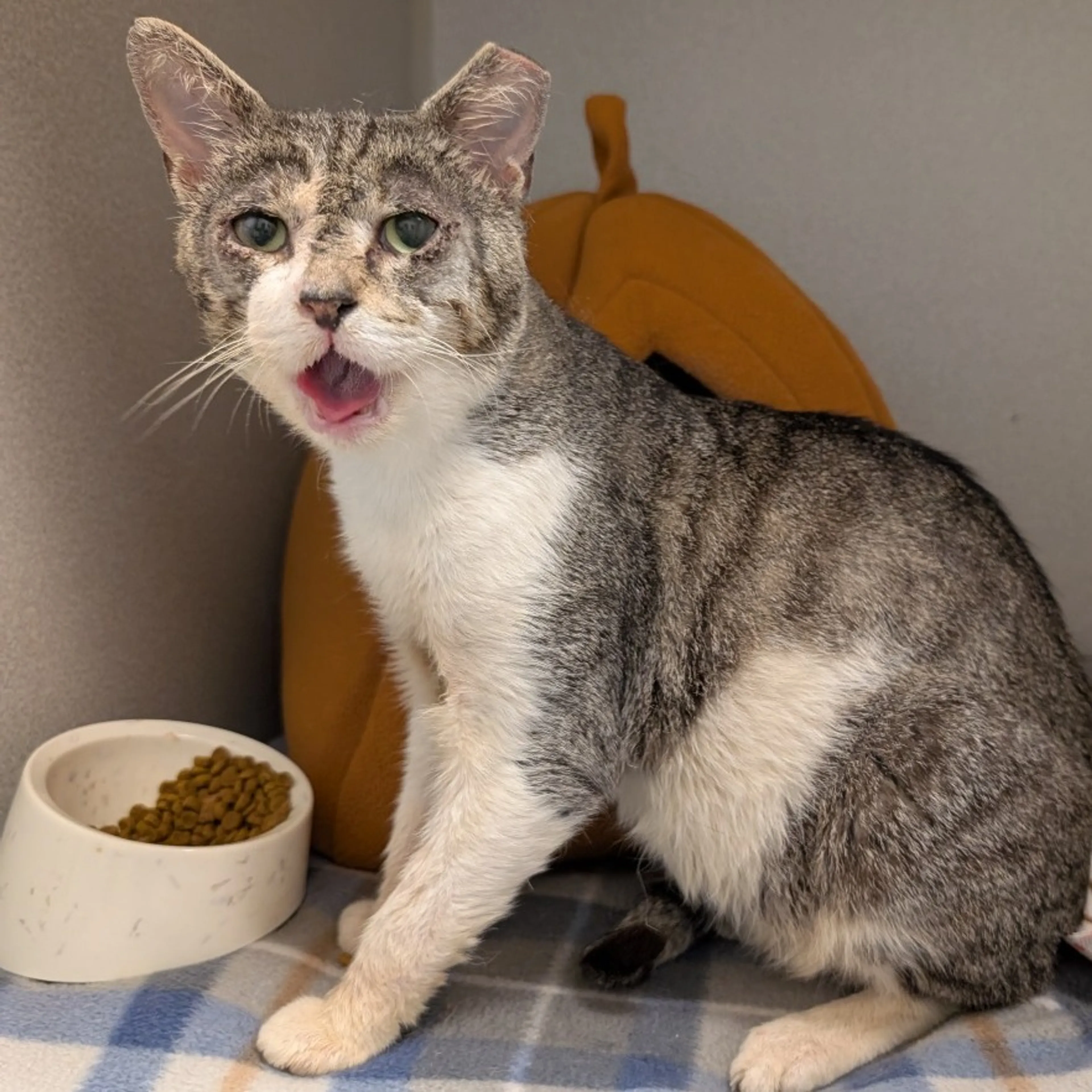 Found pet-5