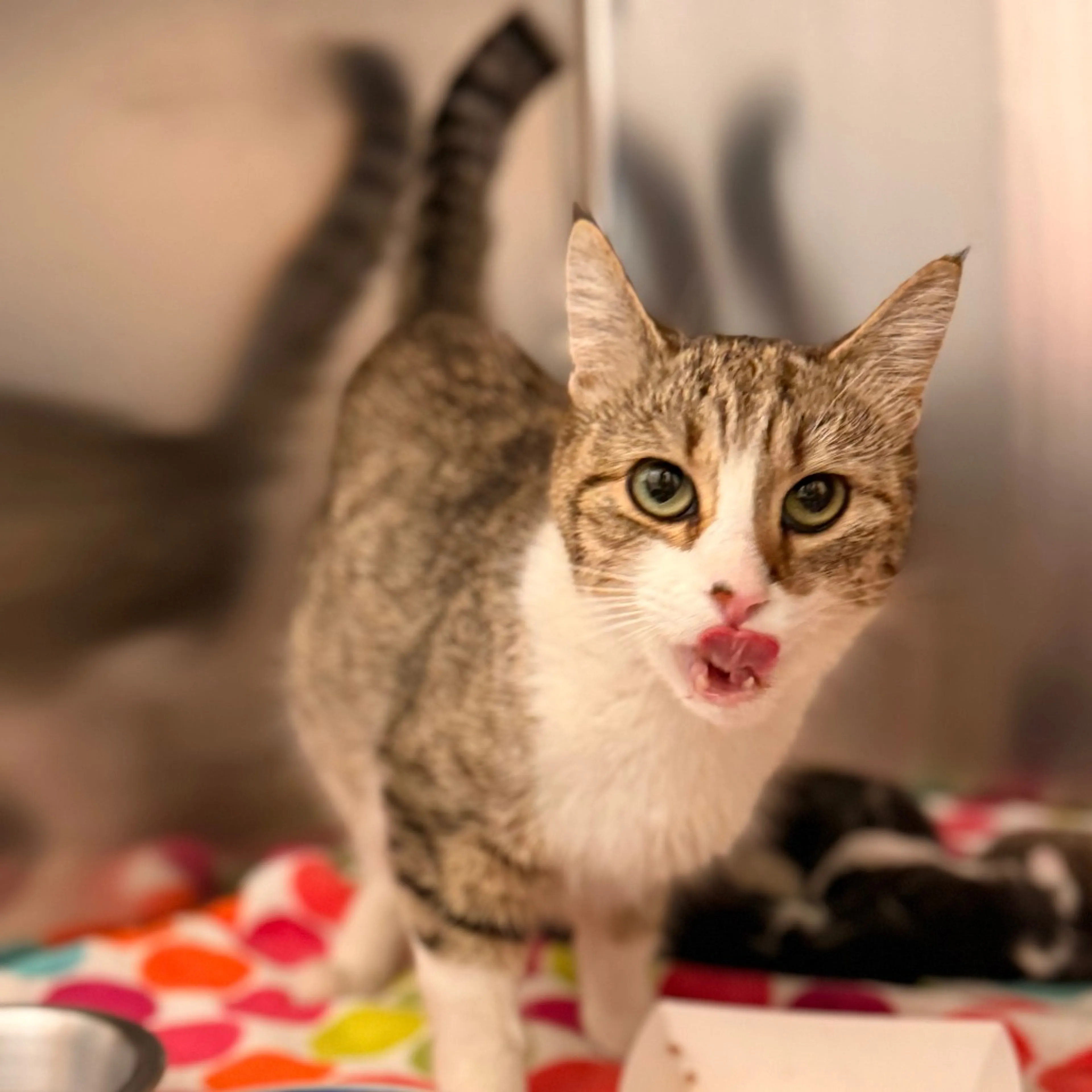 Found pet-2