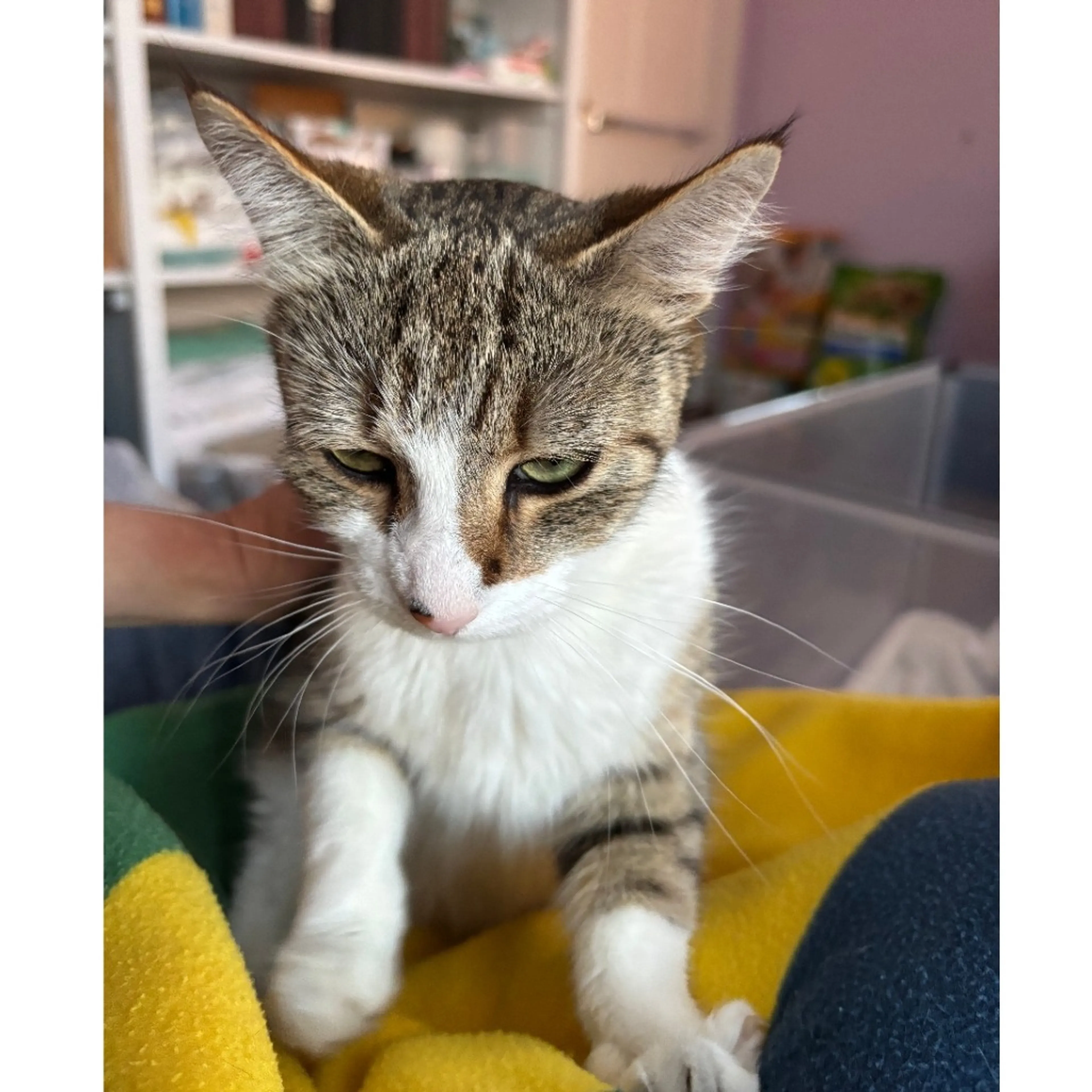 Found pet-4