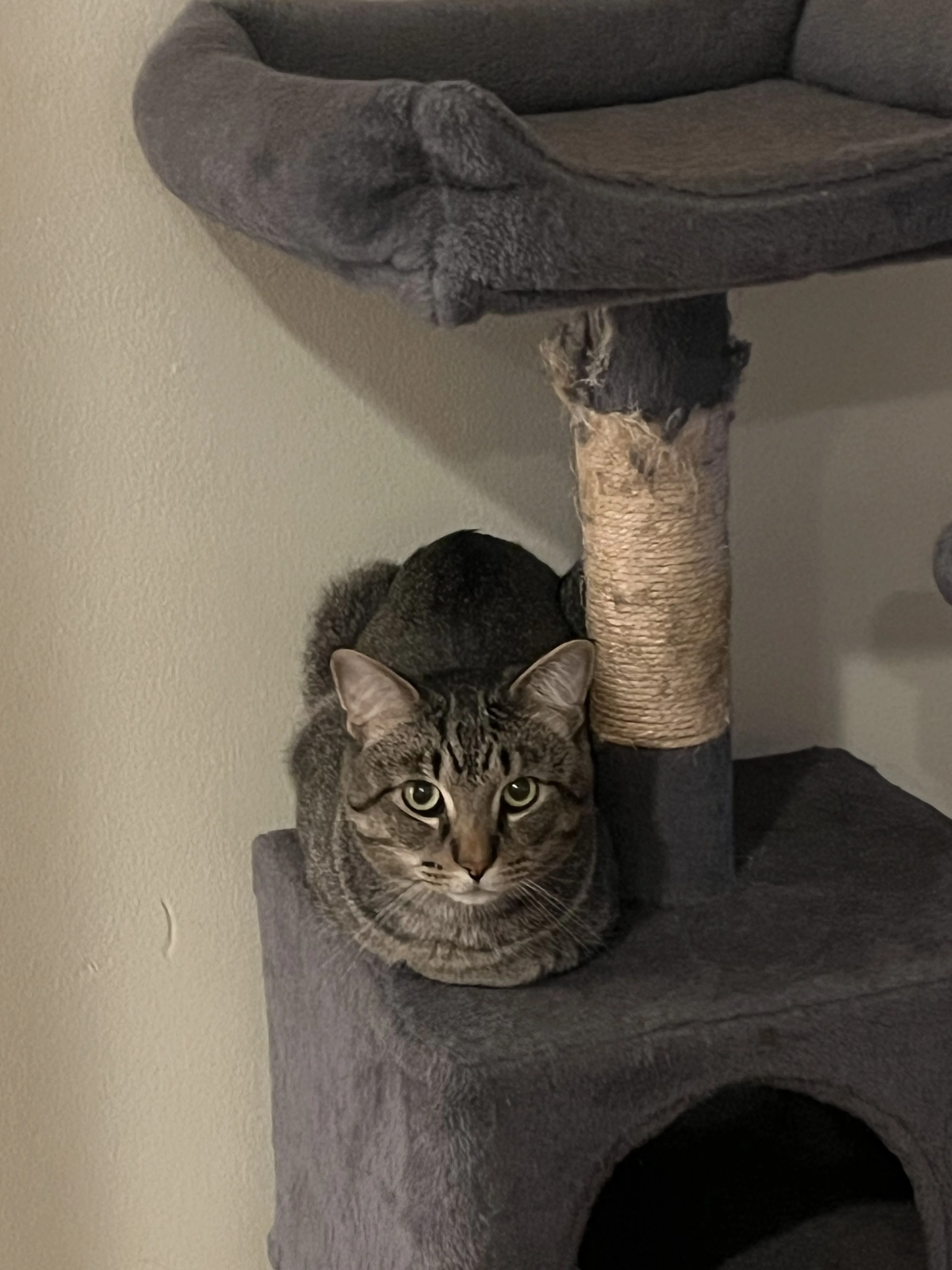 Lost pet