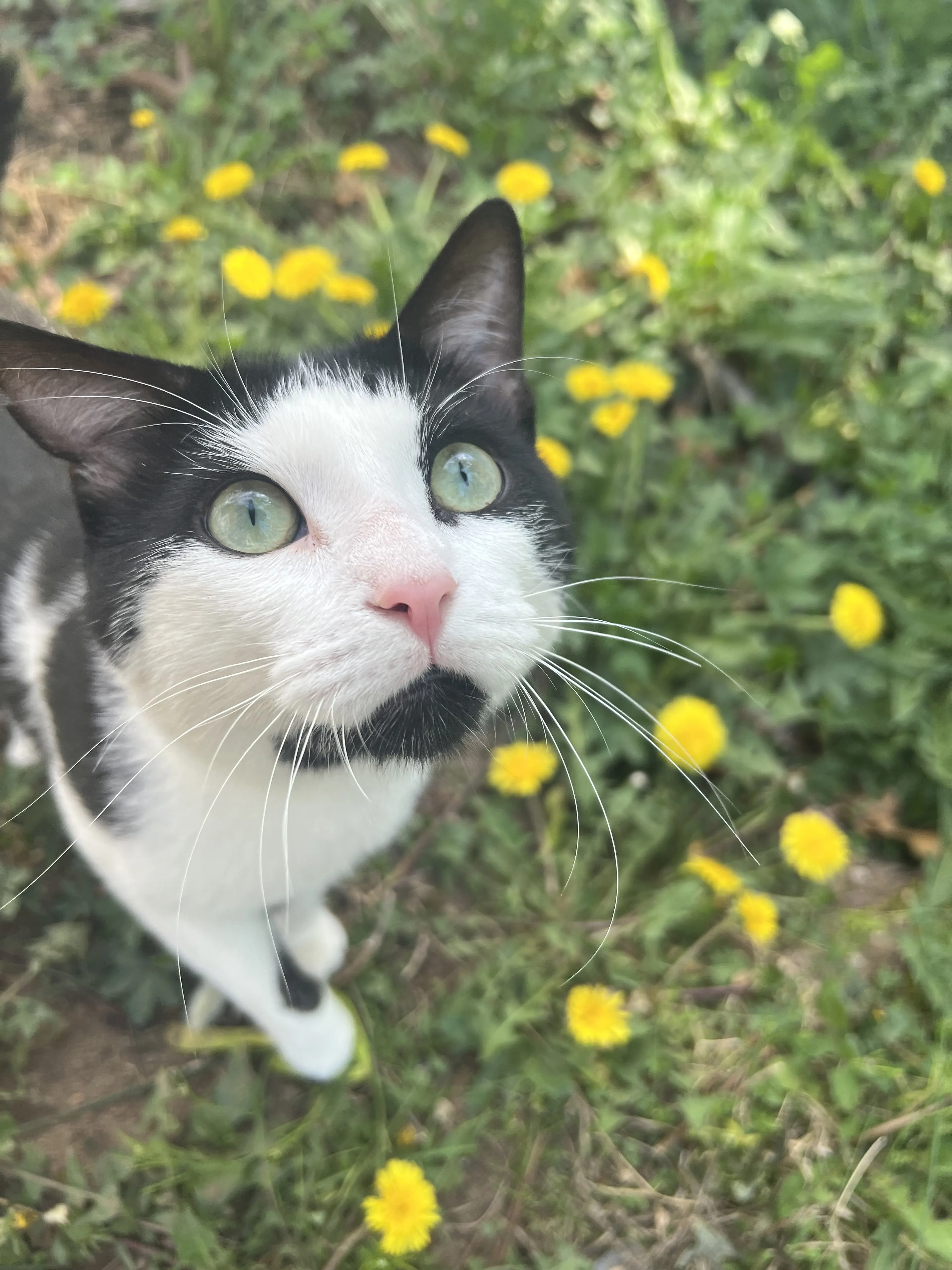 Lost pet-0