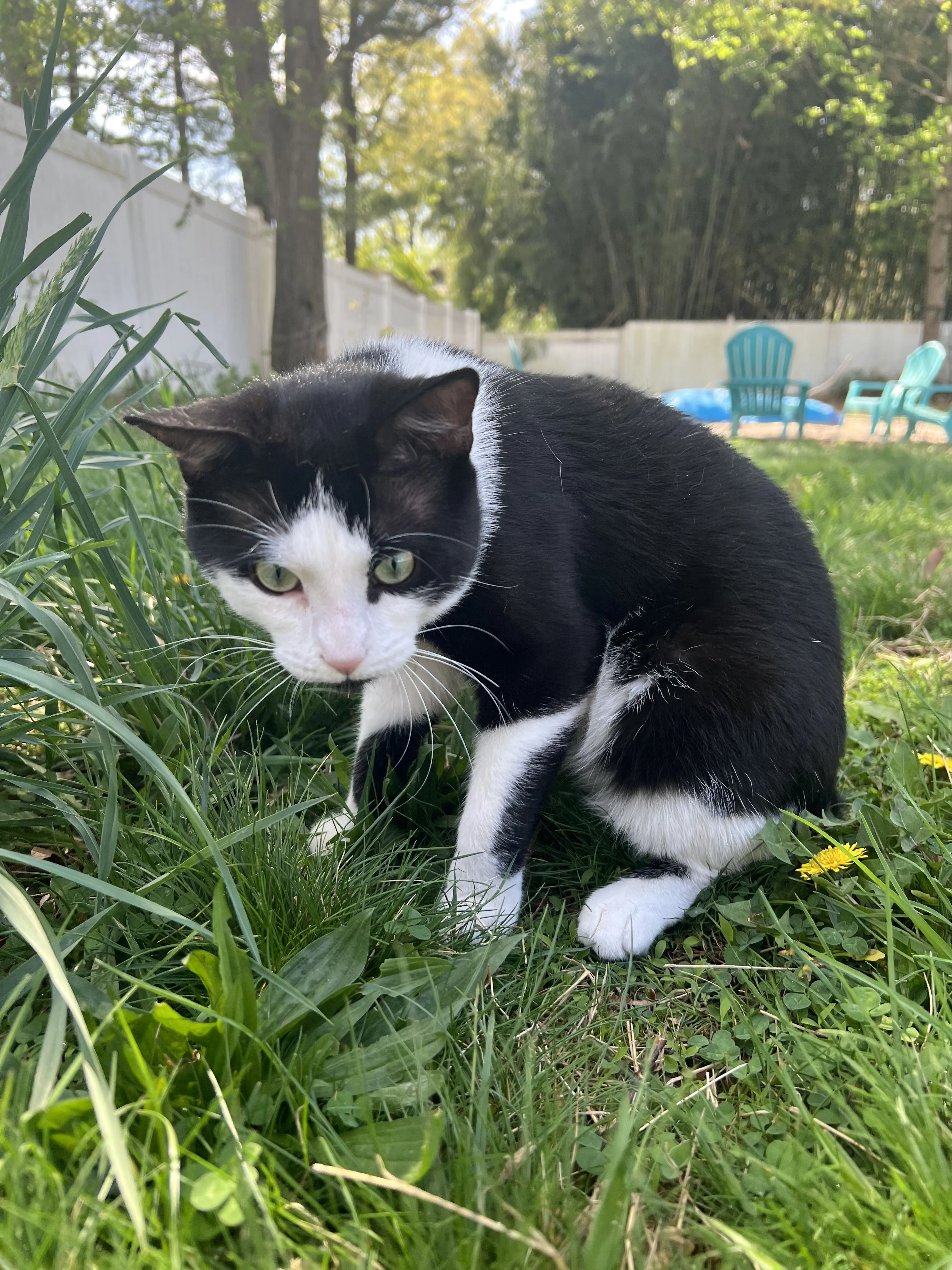 Lost pet-1