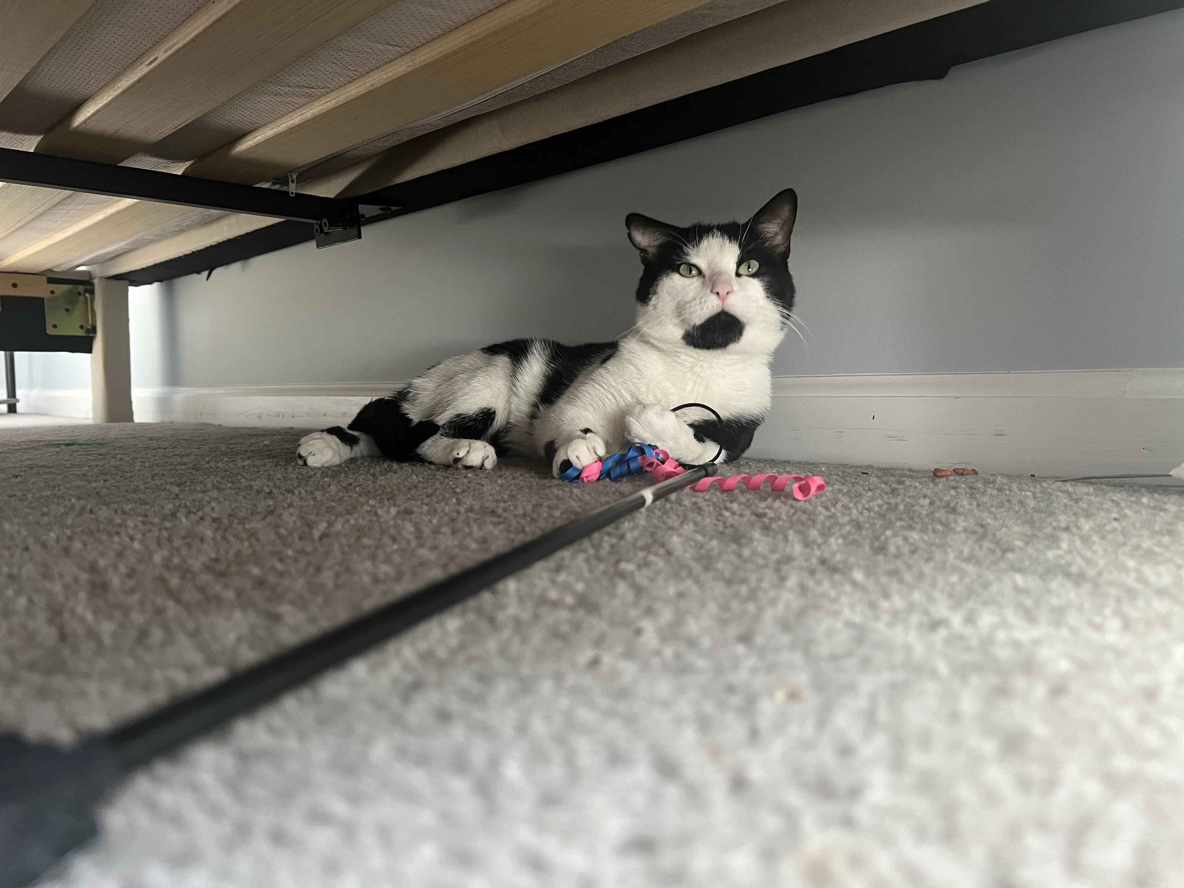 Lost pet-3